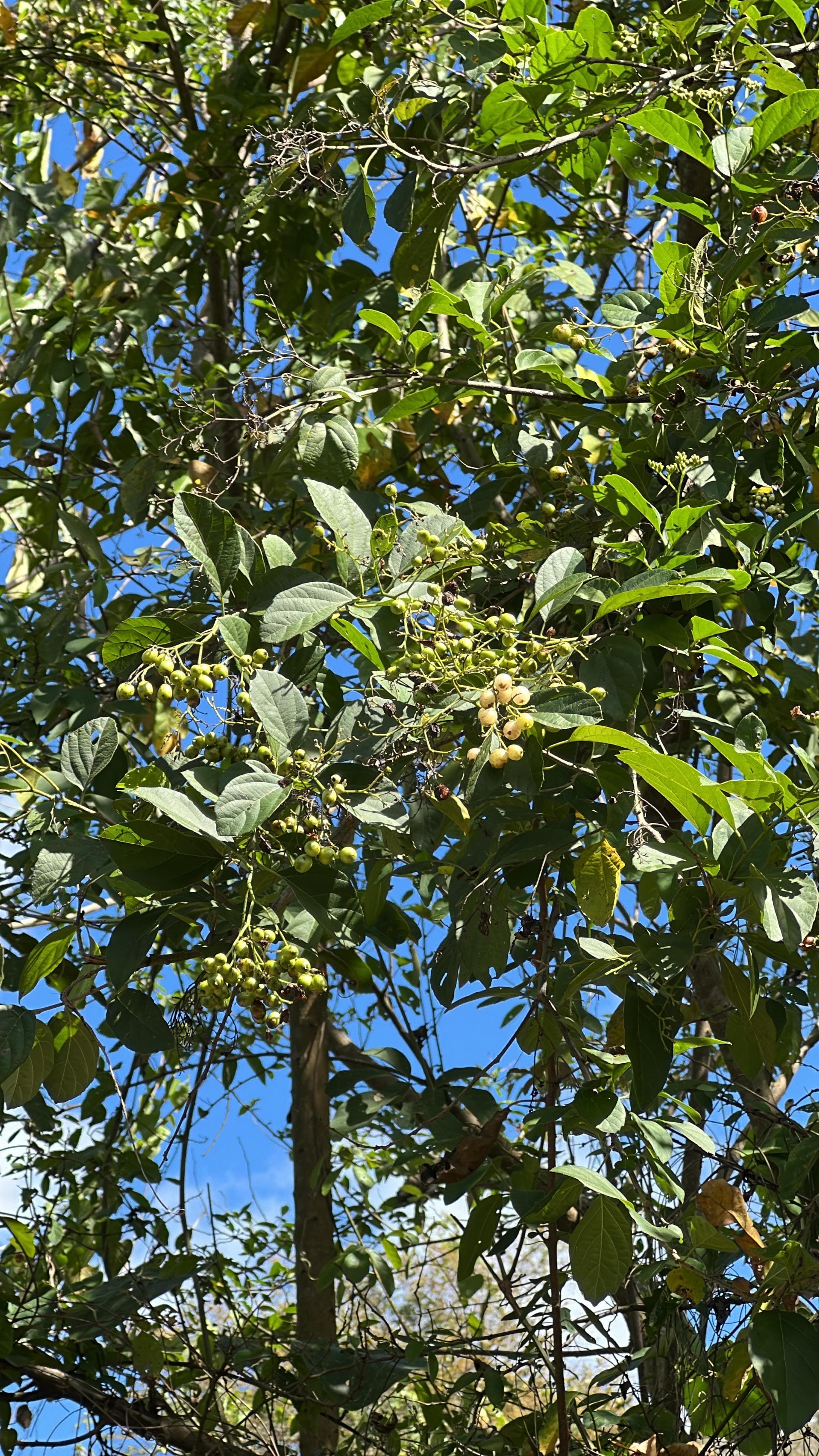 Michel findet Moringa zwischen wildem Uvito · 3