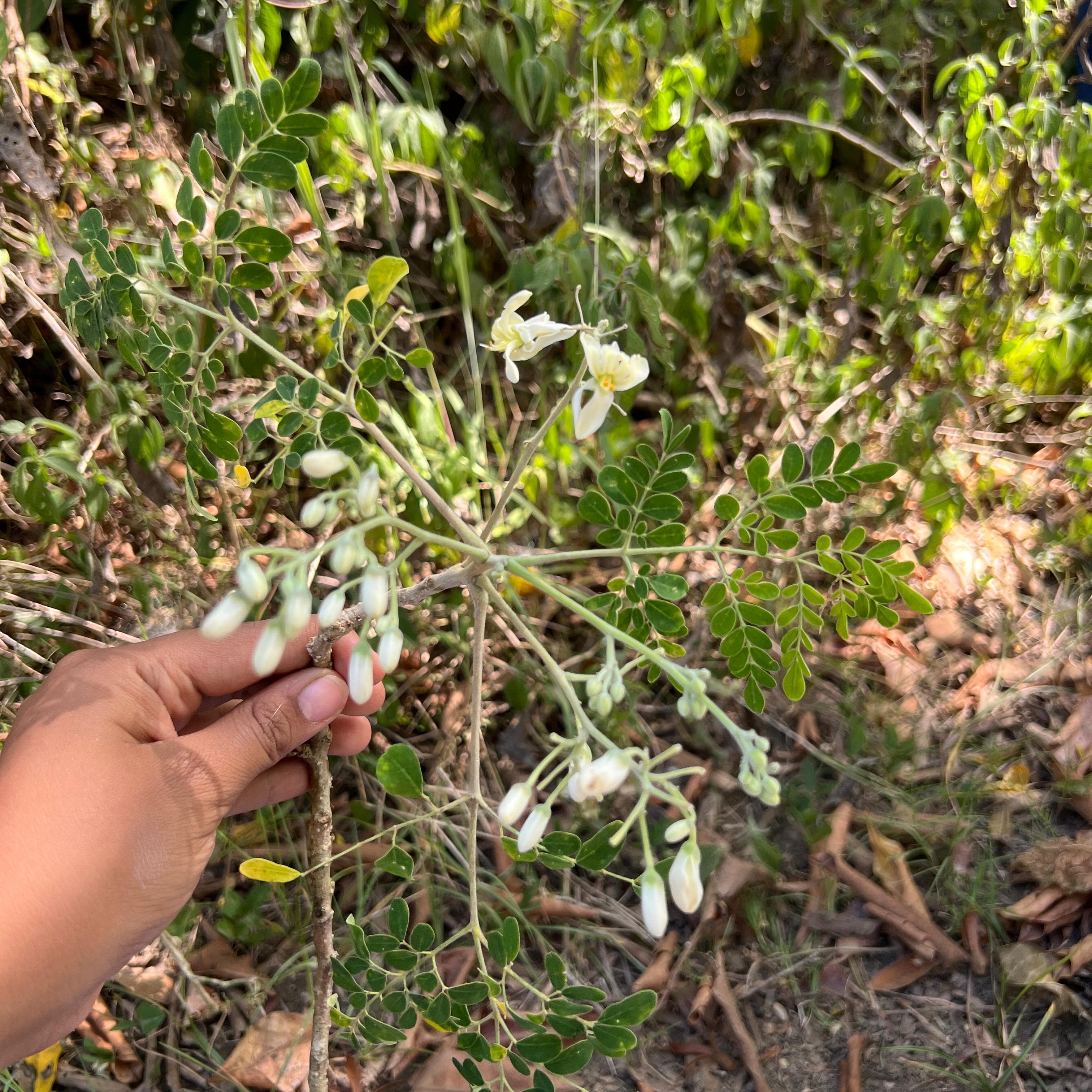 Michel findet Moringa zwischen wildem Uvito · 6