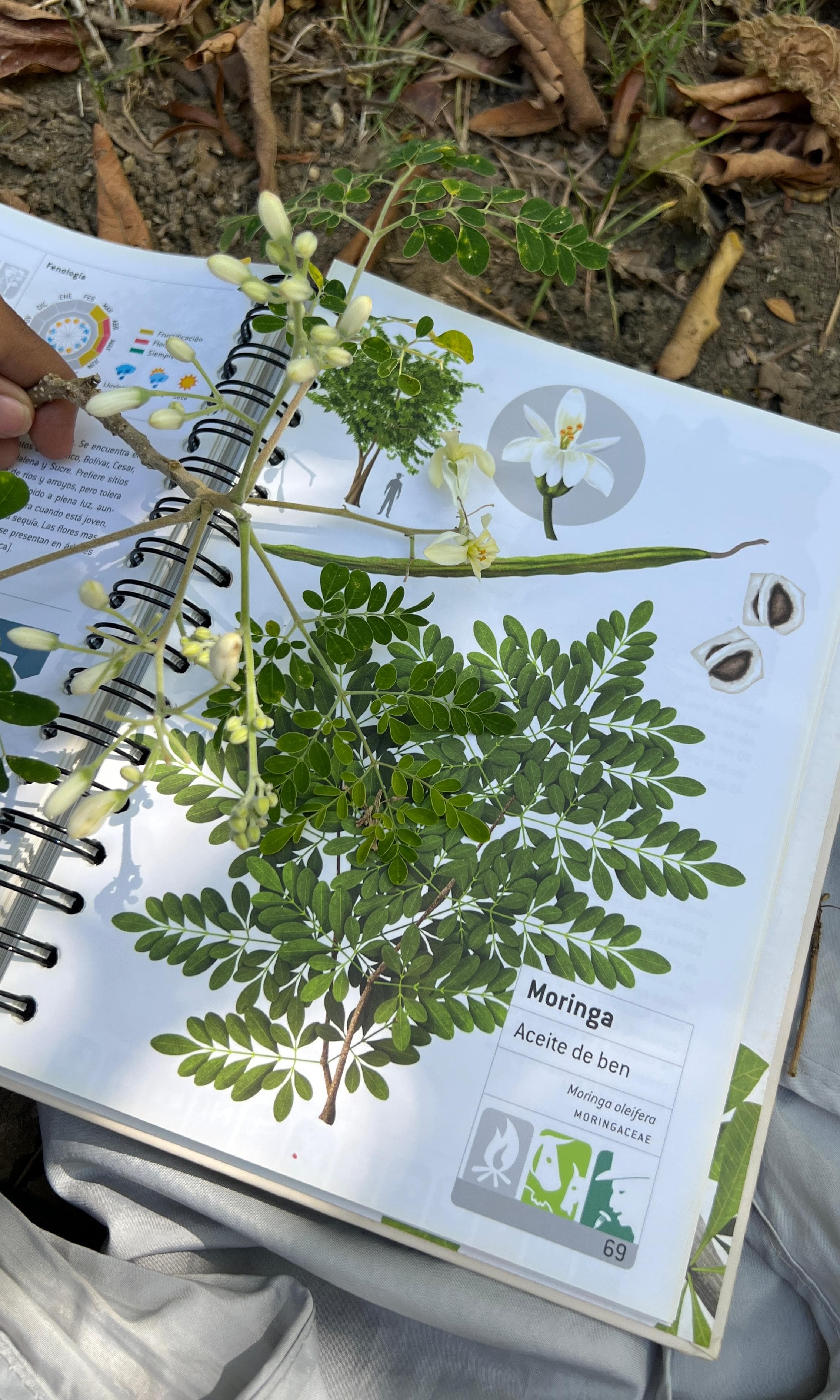 Michel findet Moringa zwischen wildem Uvito · 7