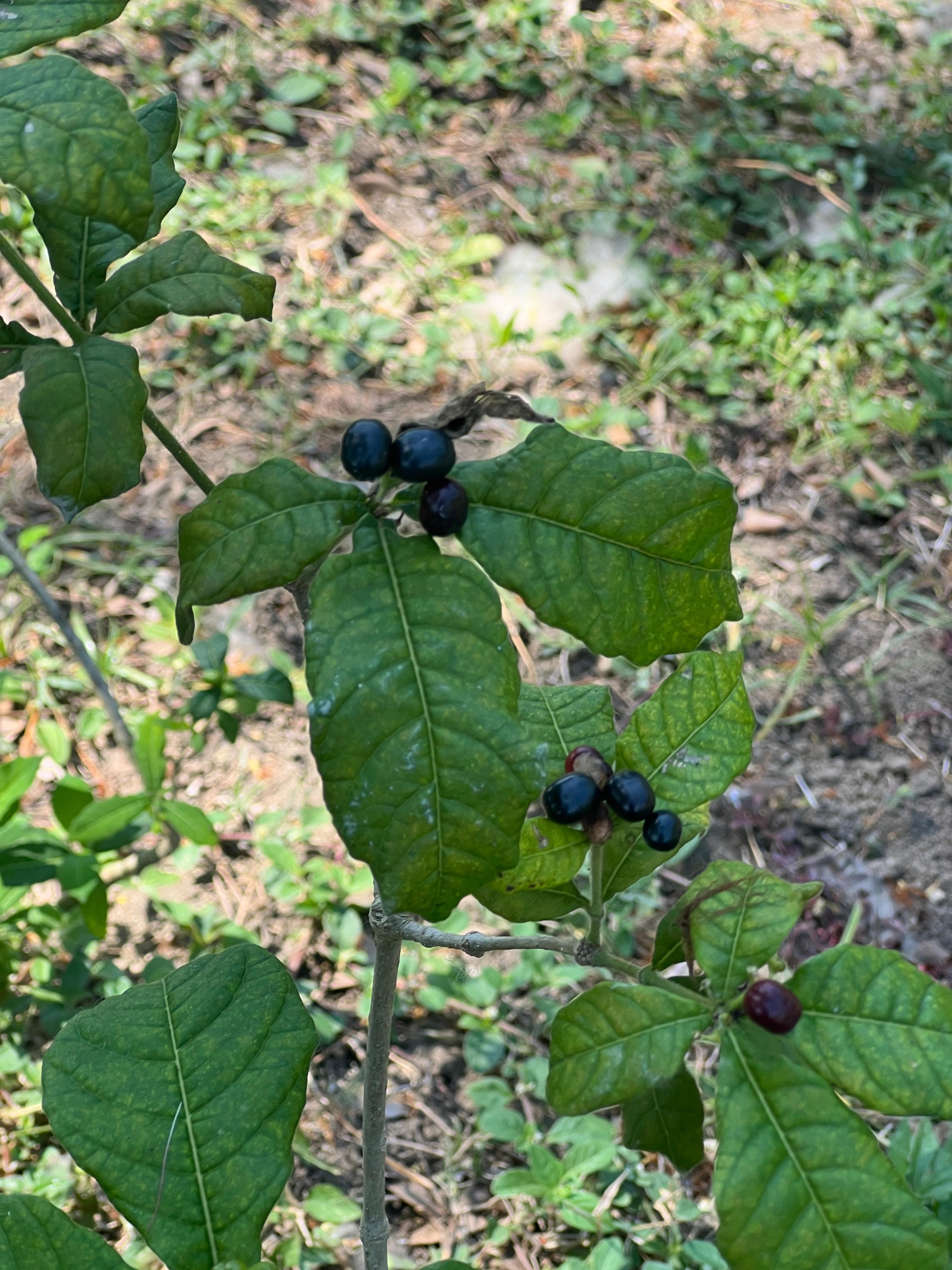 Schwarze Beeren mit dem Ruf, Schlangenbisse zu heilen · 2