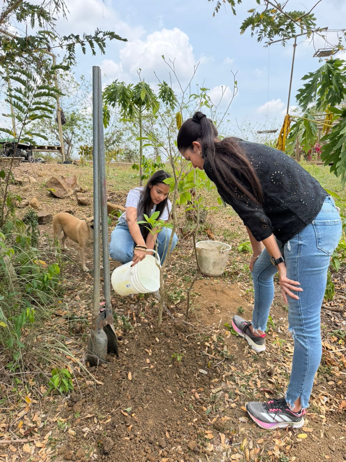 A Newborn Tití and a Tree for the Guacamayas · 2