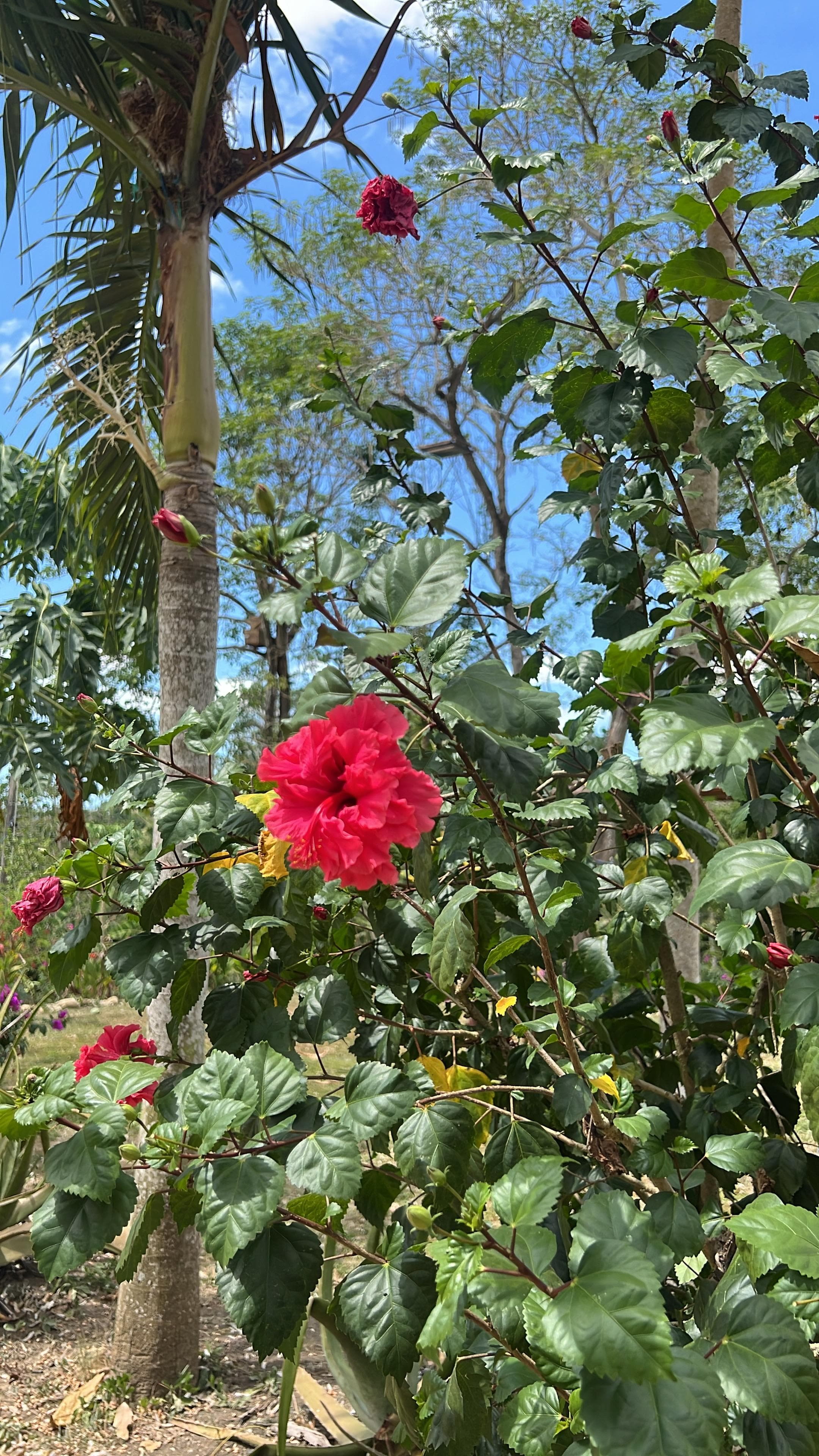 Foreign Red Among Native Foliage