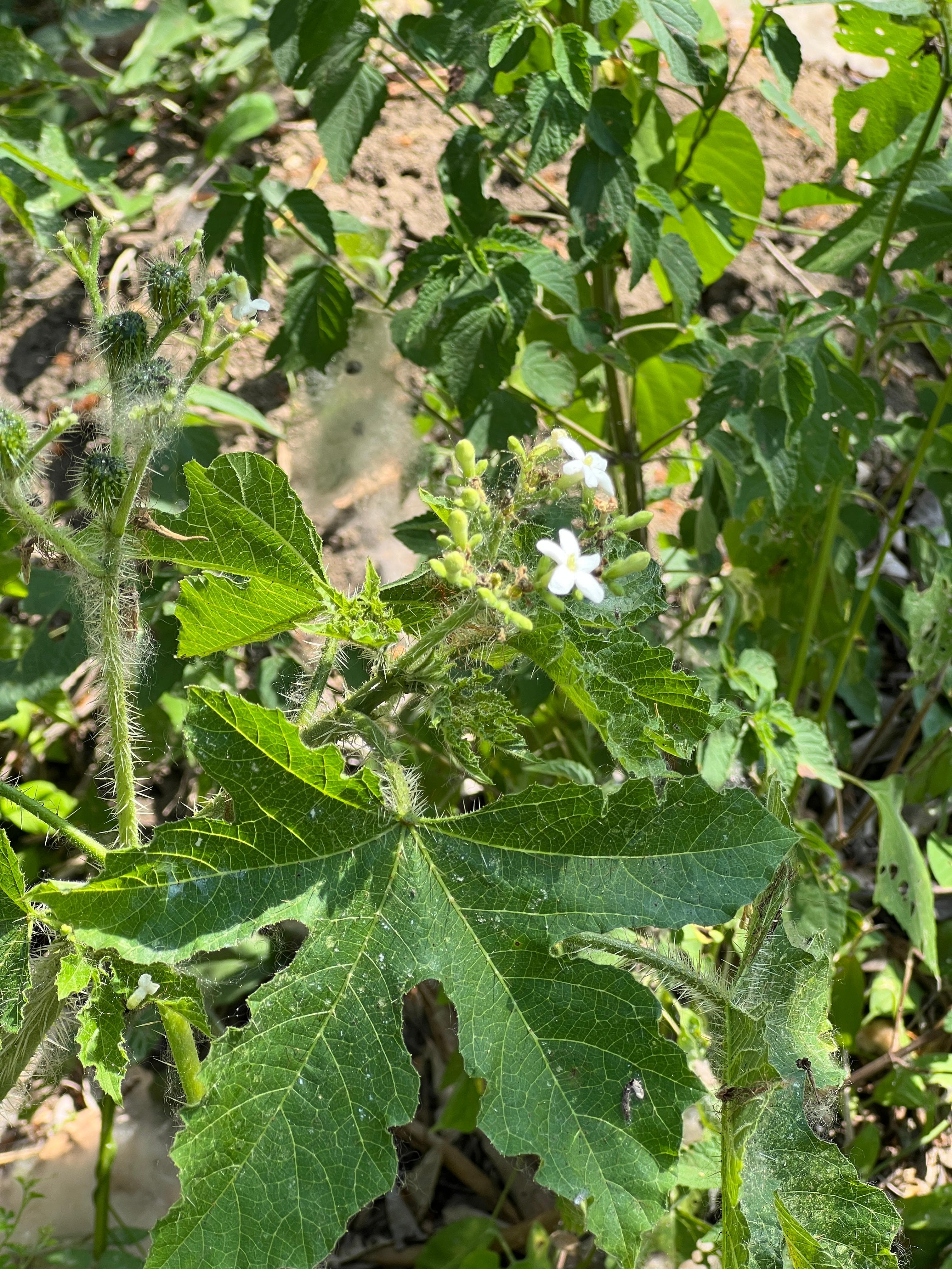 La pringamosa qui prévient avant qu'on la touche · 4