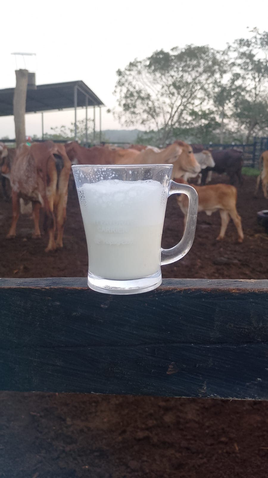 Capuchino de campo, direkt von der Kuh