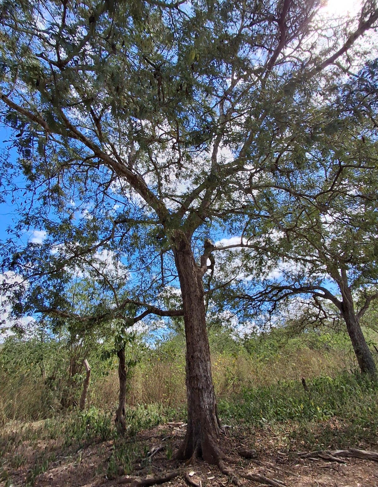 Der fruchtbare Tamarinde der Savanne