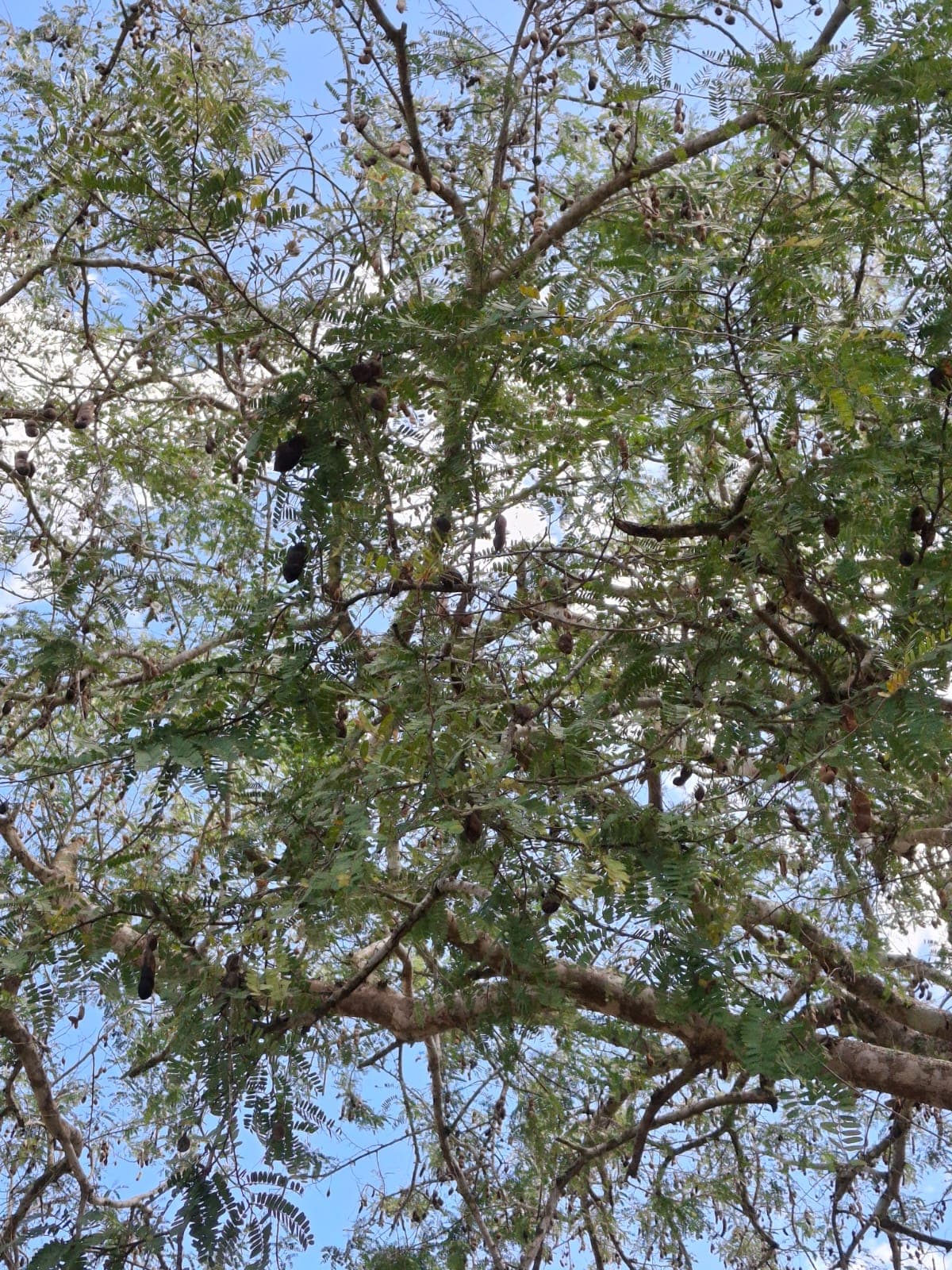 Der fruchtbare Tamarinde der Savanne · 2