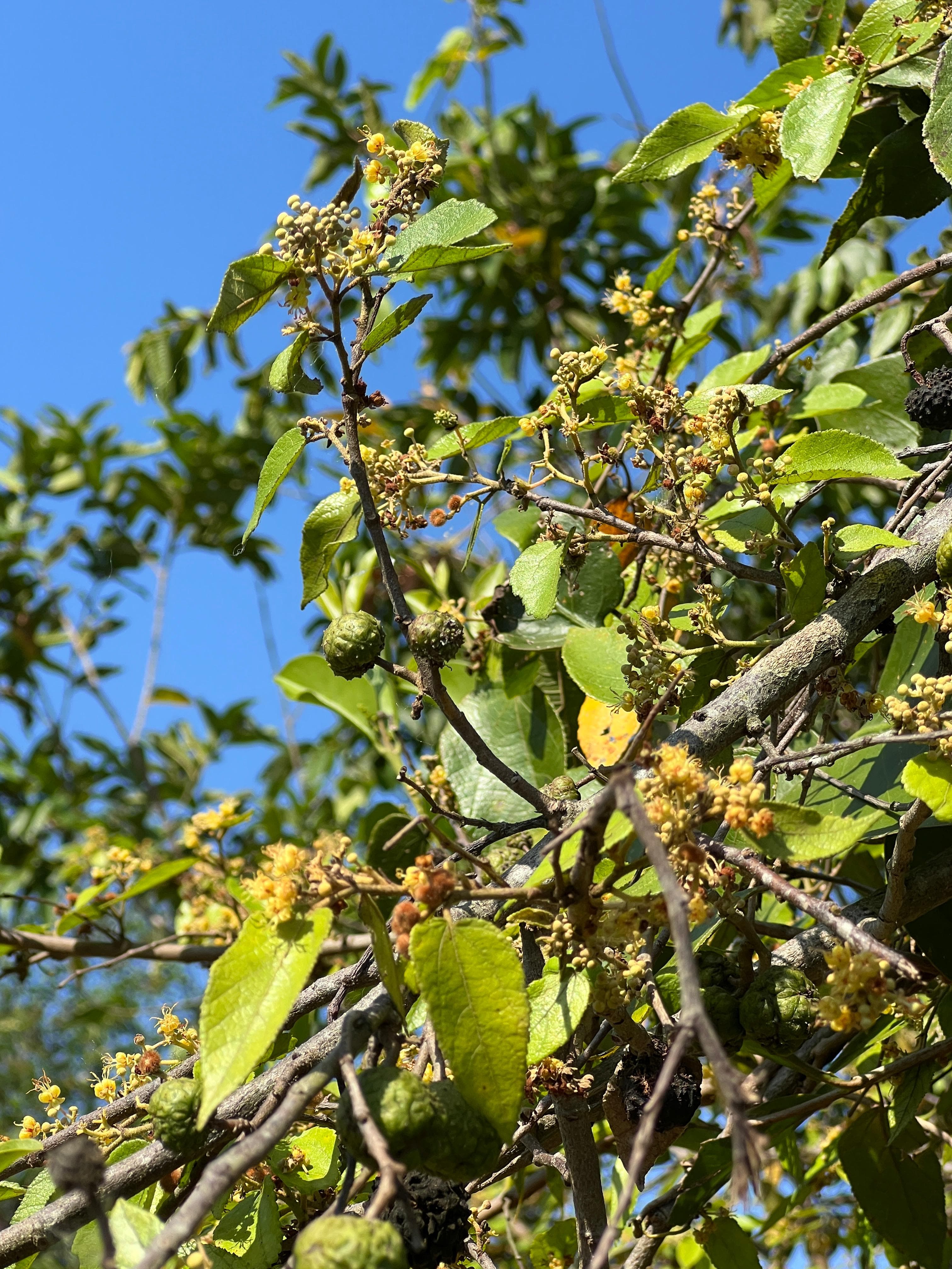 The Guásimo Working a Double Shift · 2