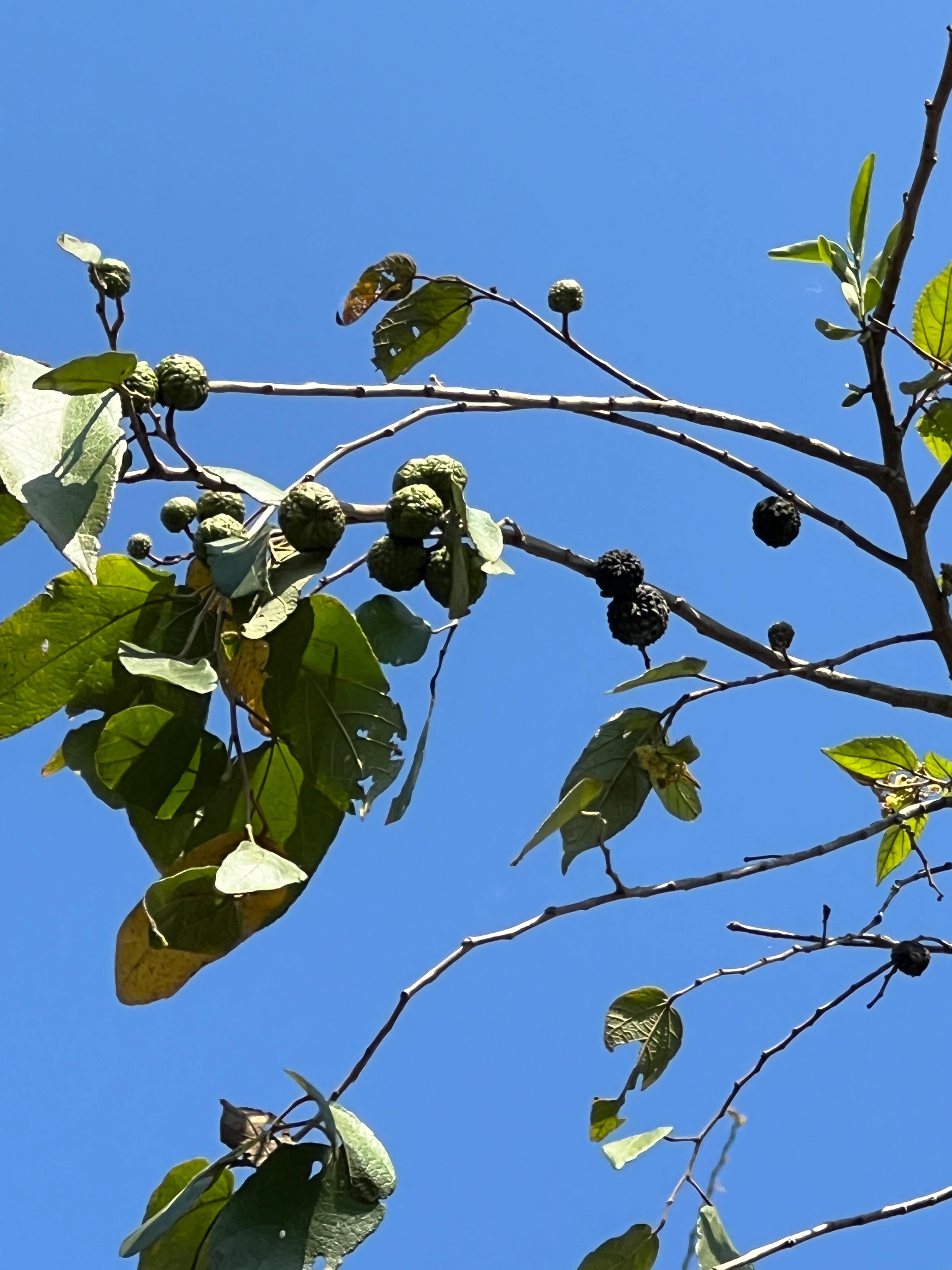 The Guásimo Working a Double Shift · 3