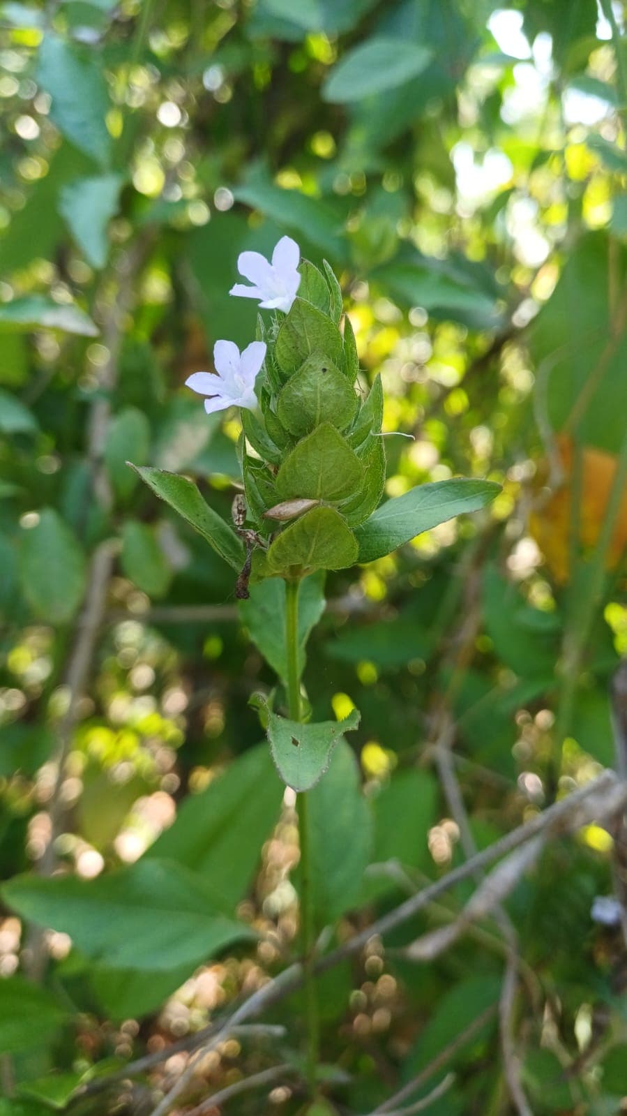 White Flowers and Thorns Beneath the March Sun