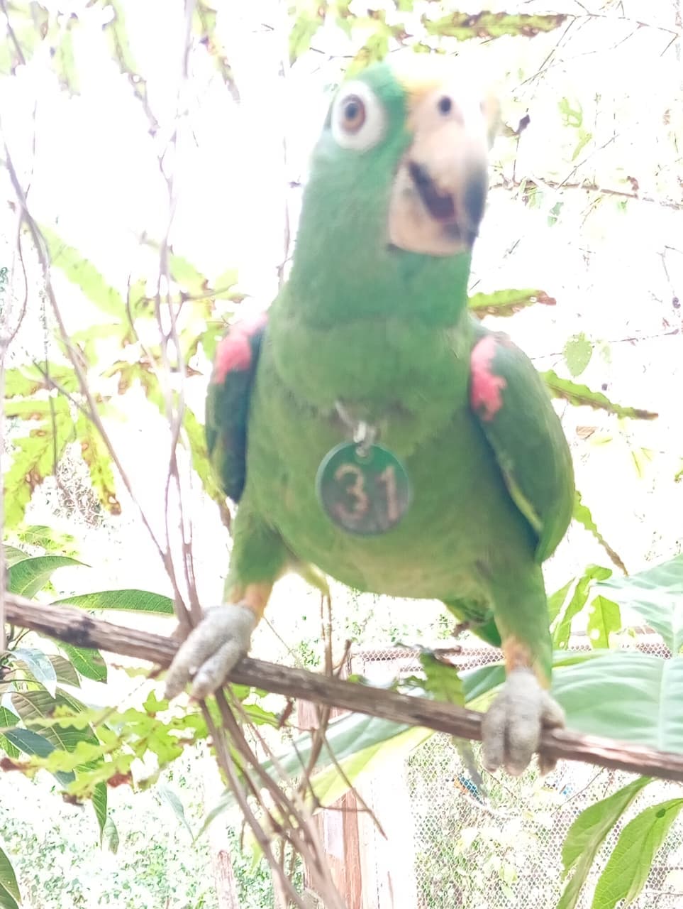 Loro 31 and His Forest in the Making · 2
