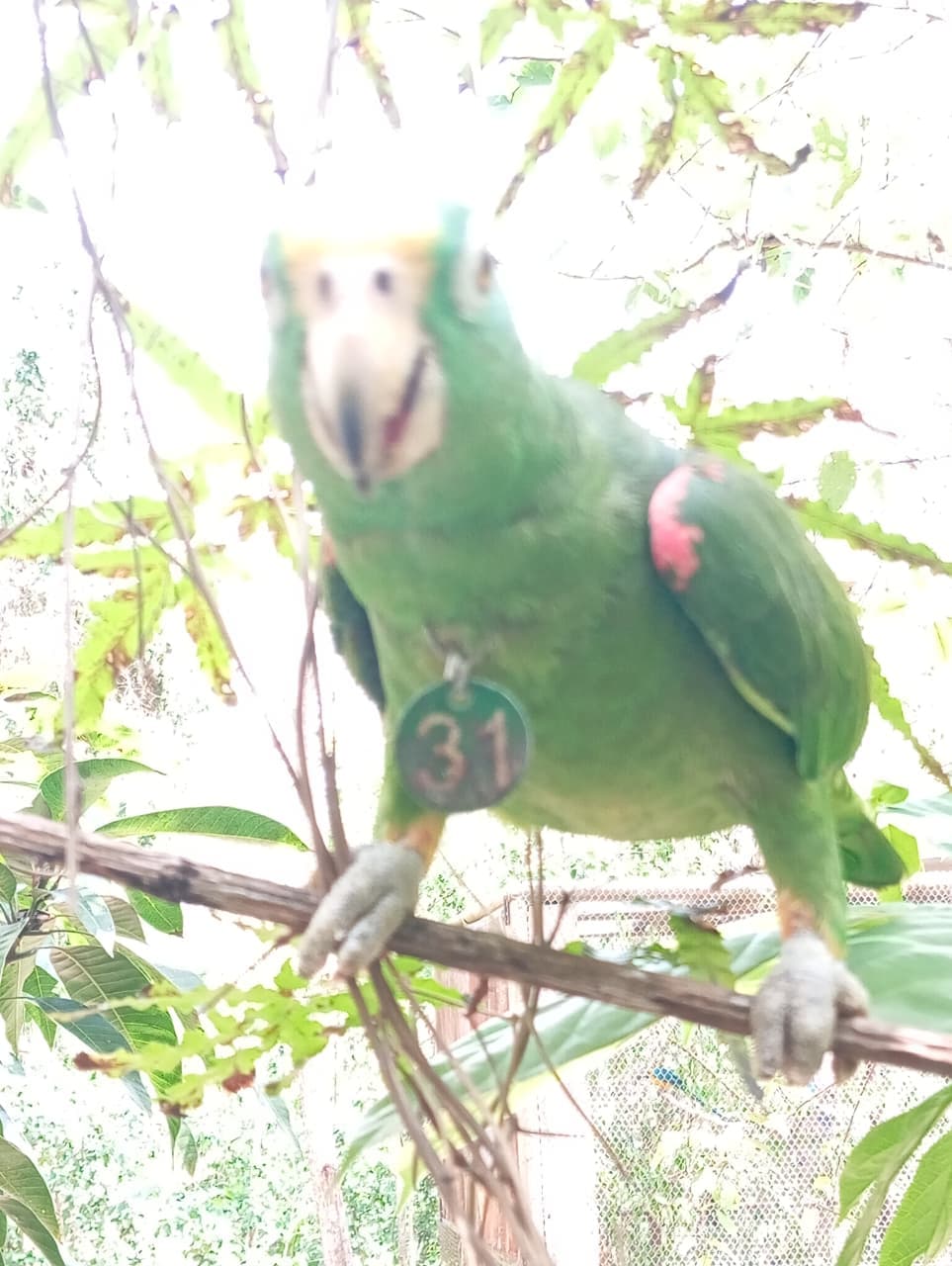 Loro 31 and His Forest in the Making · 3