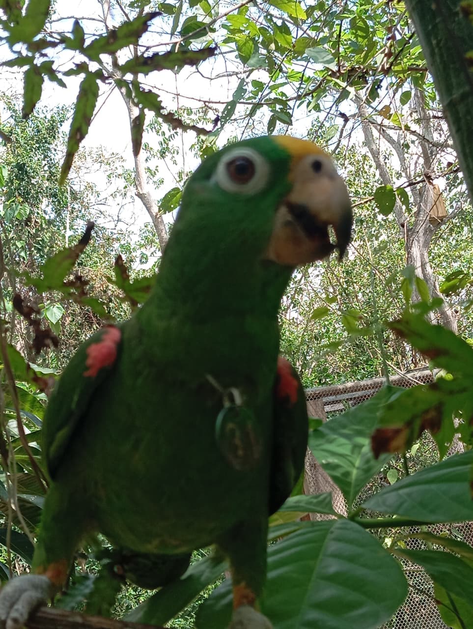 Loro 31 and His Forest in the Making · 5