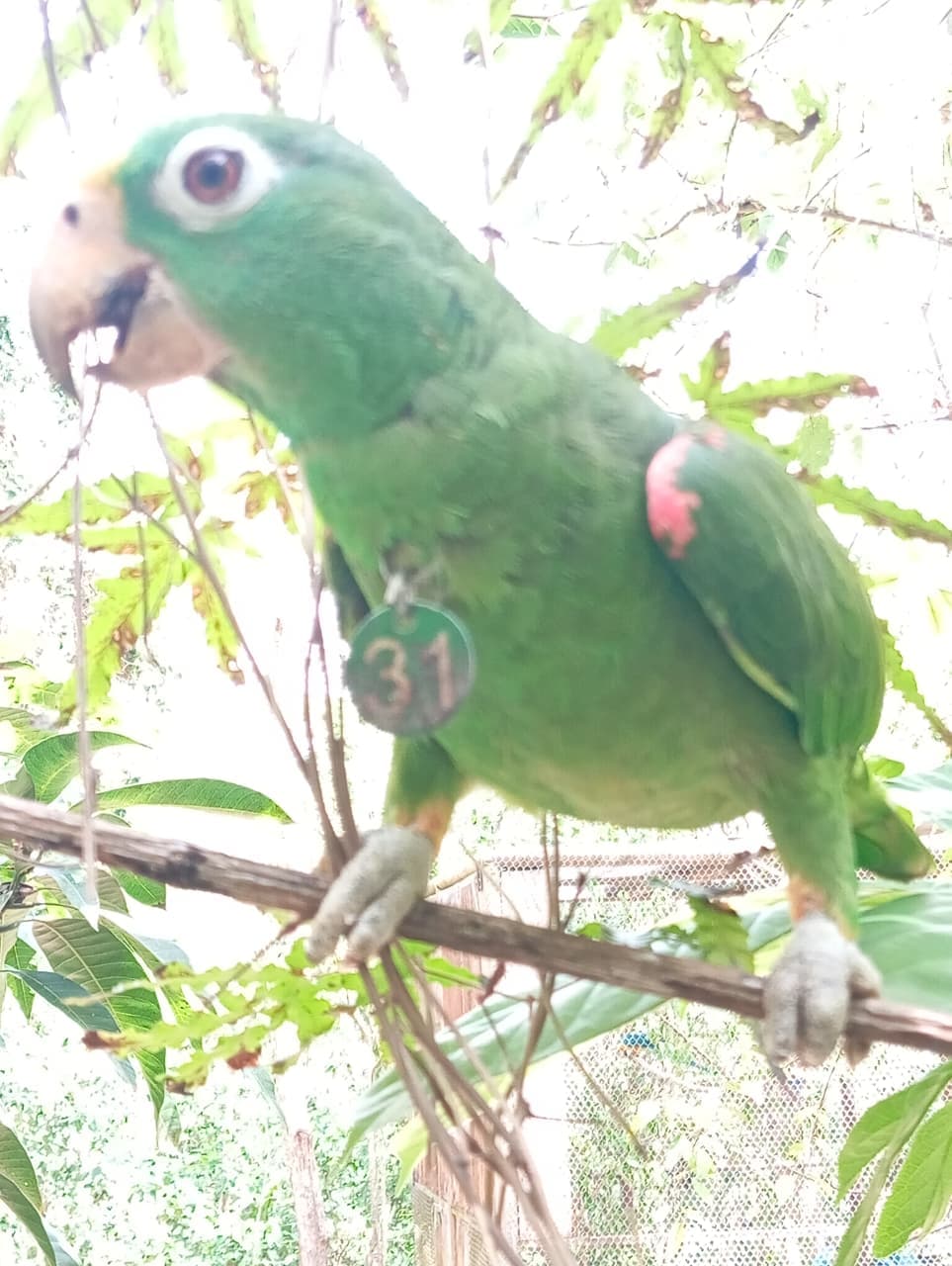 Loro 31 and His Forest in the Making · 6
