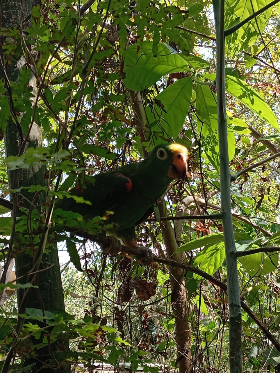 Loro 31 and His Forest in the Making · 7