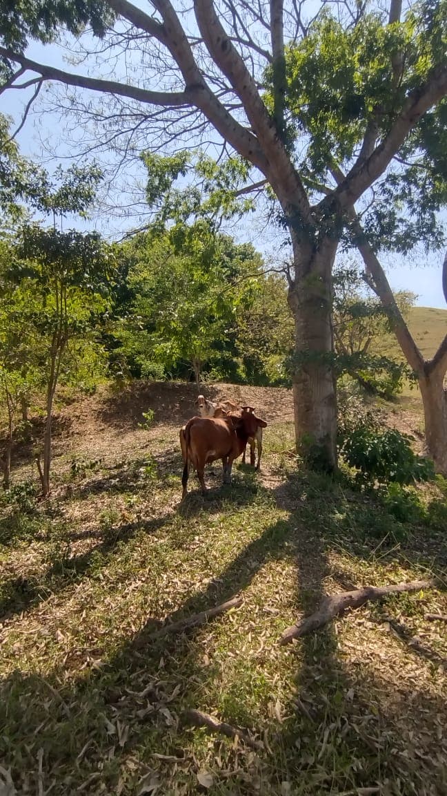 Shade, chili peppers, and cattle on the trail