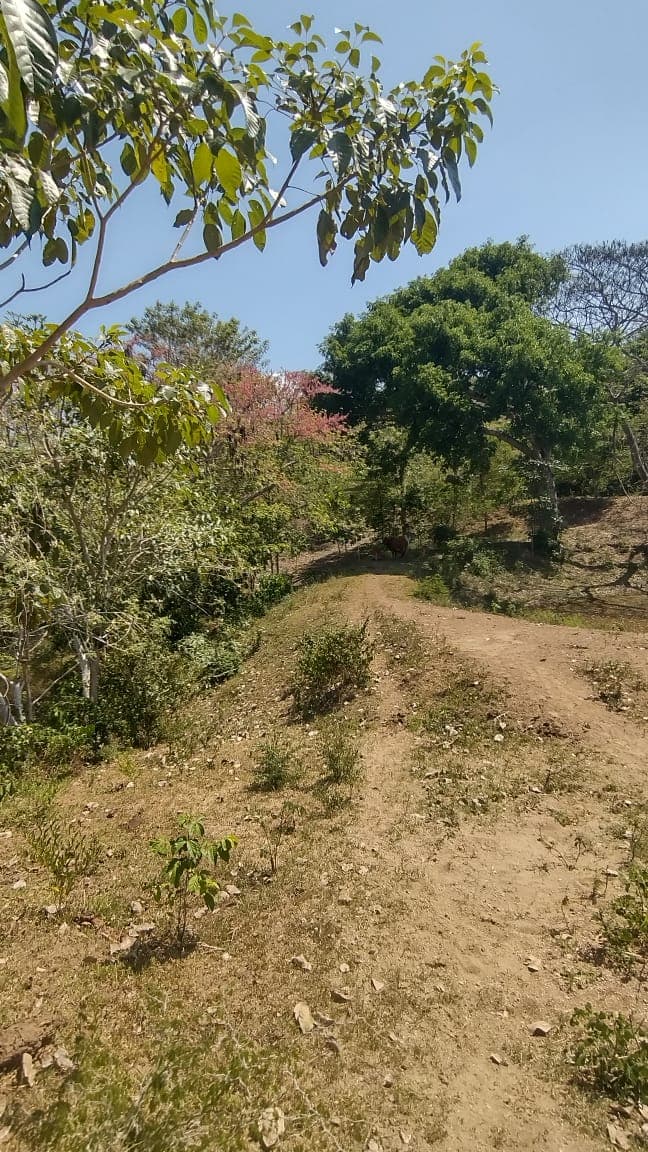 Shade, chili peppers, and cattle on the trail · 2