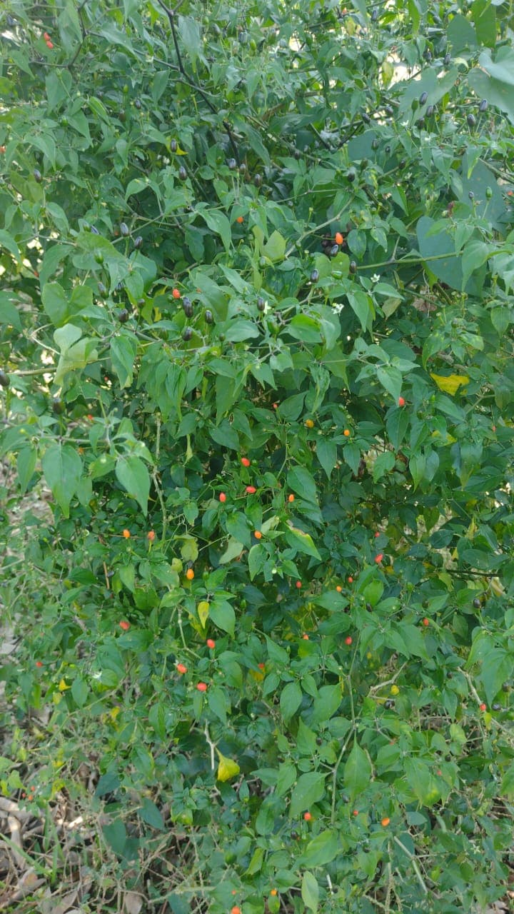 Shade, chili peppers, and cattle on the trail · 3