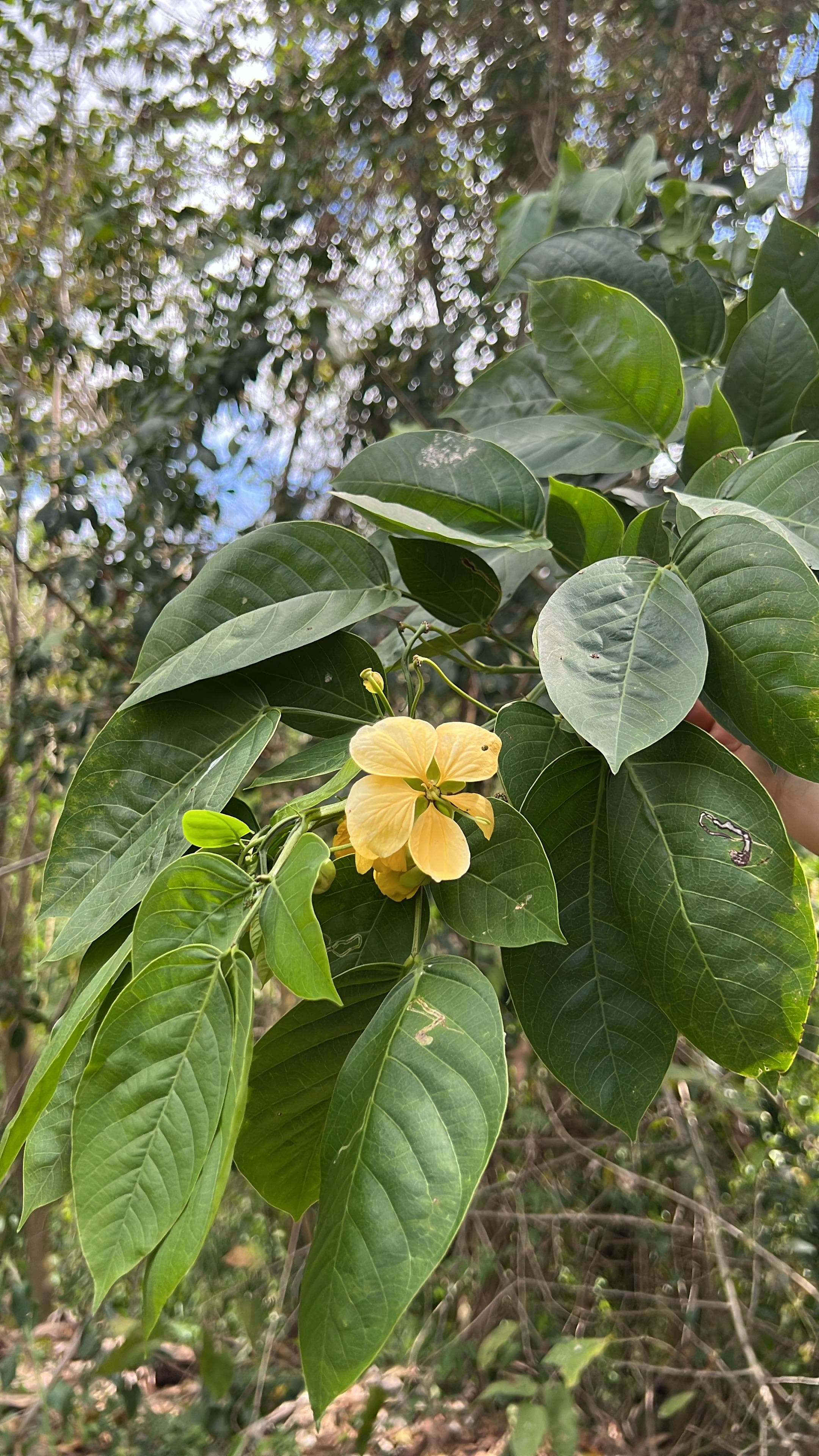 Senna in Blüte und das Herz der Banane · 4