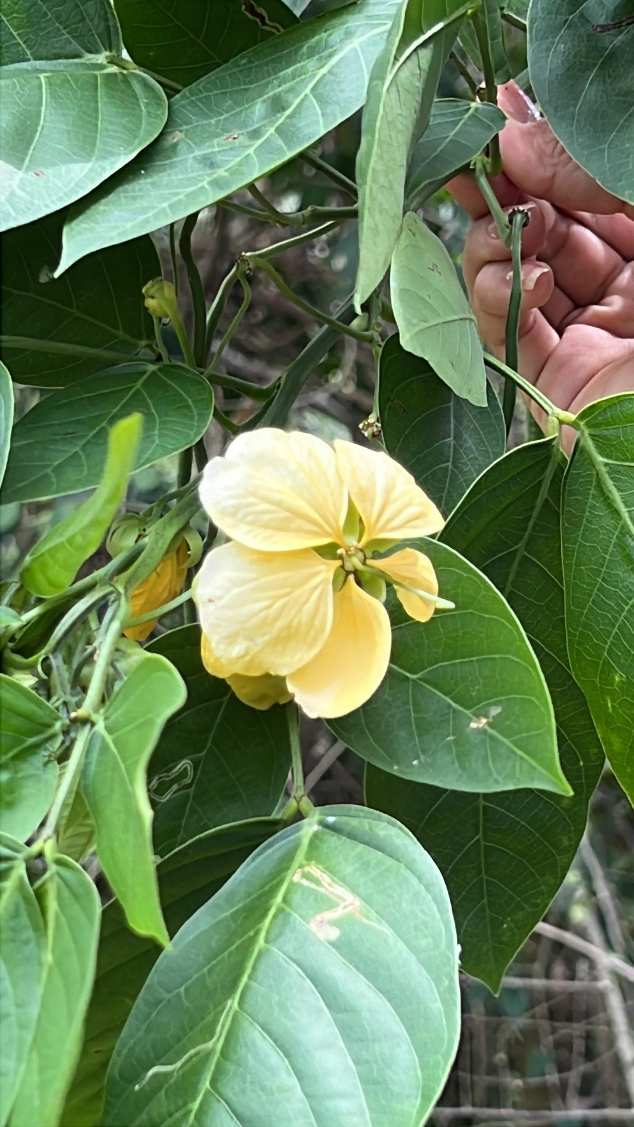 Senna in Blüte und das Herz der Banane · 5