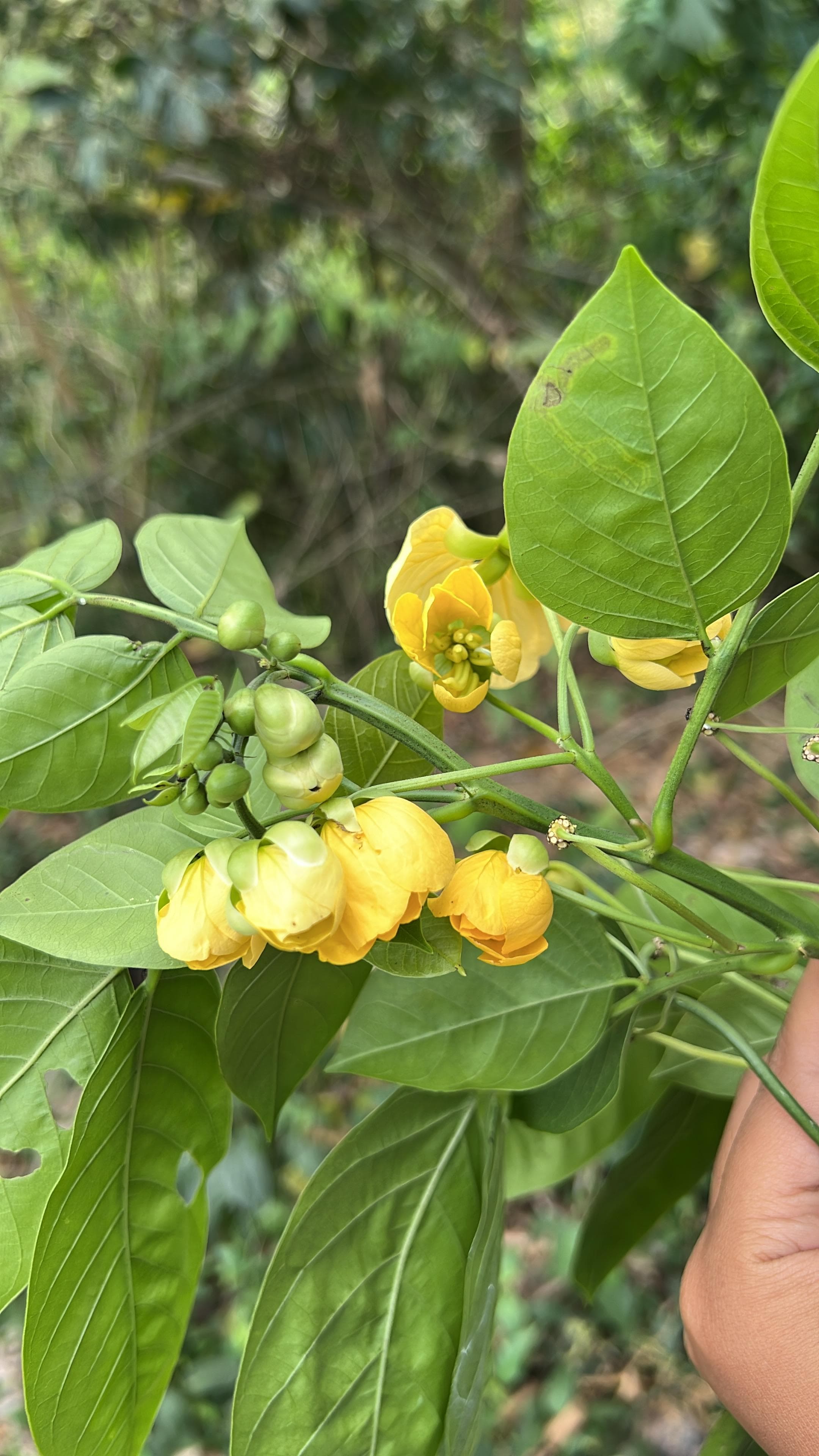 Senna in Blüte und das Herz der Banane · 6