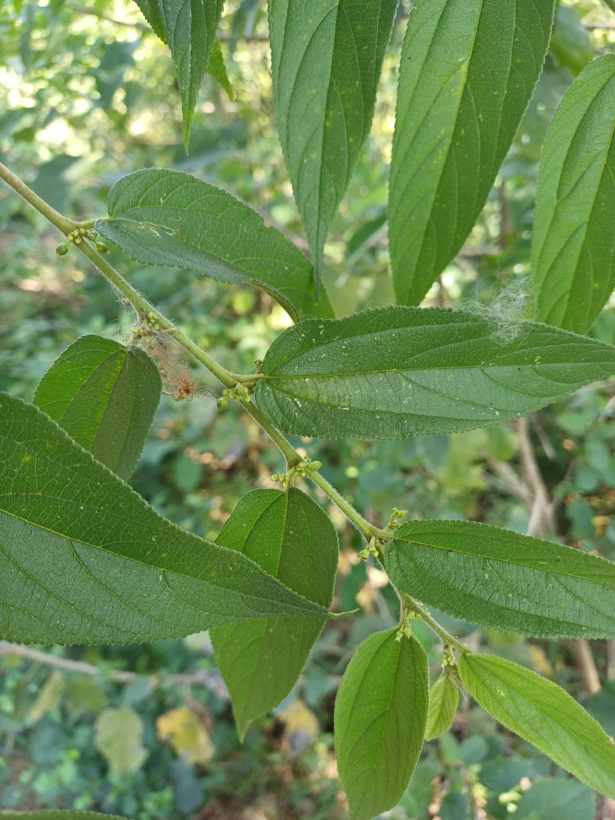 The Tree the Birds Have Already Named