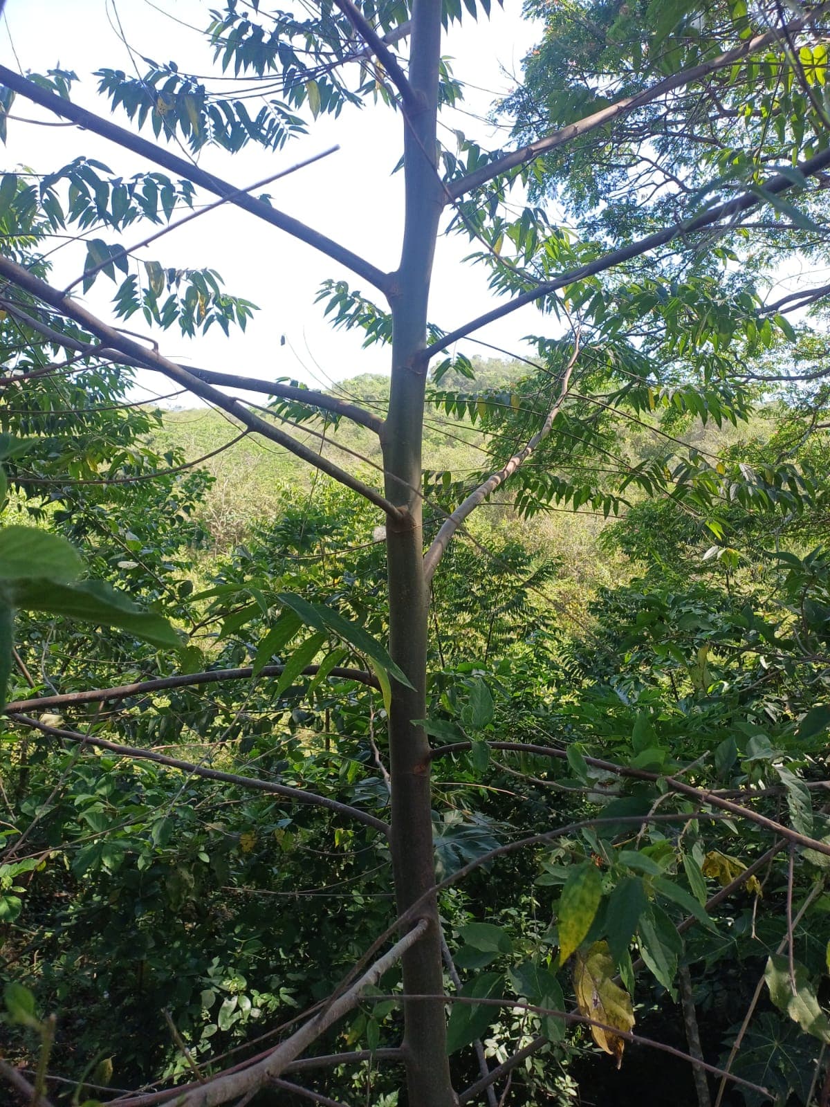 The Tree the Birds Have Already Named · 2