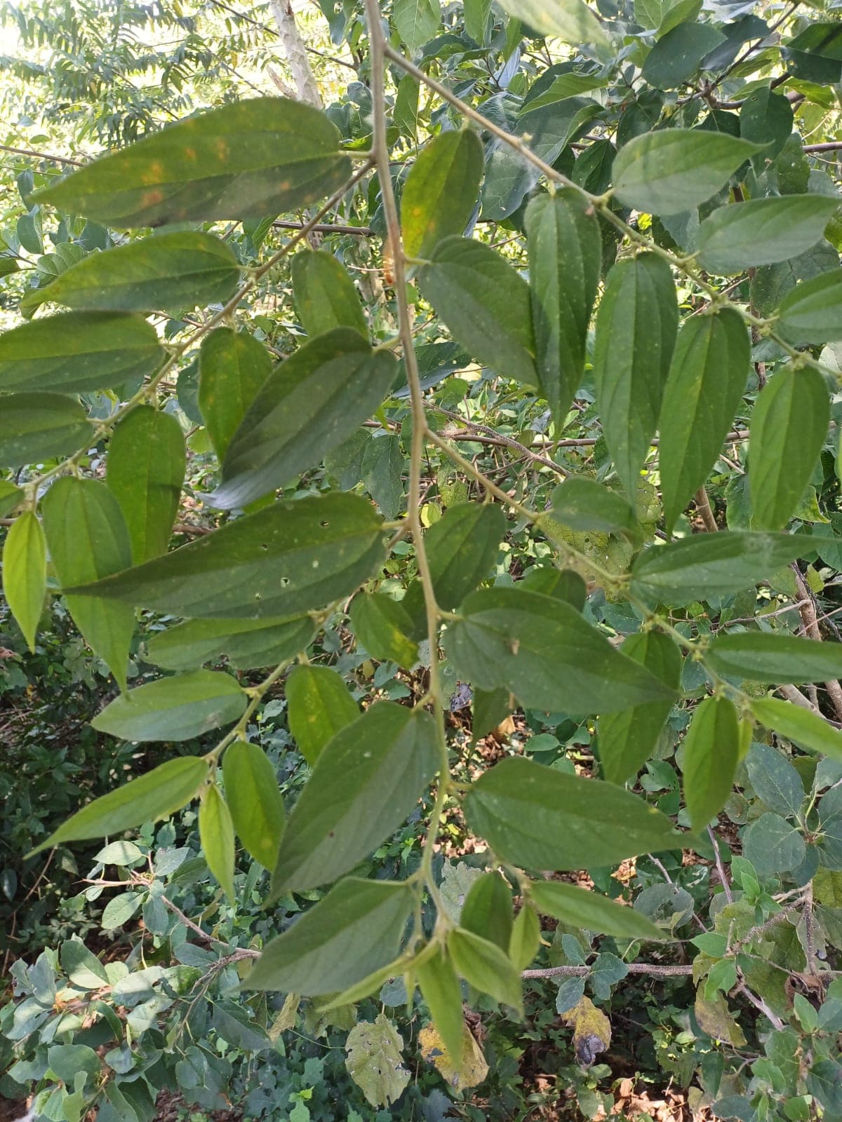 The Tree the Birds Have Already Named · 3