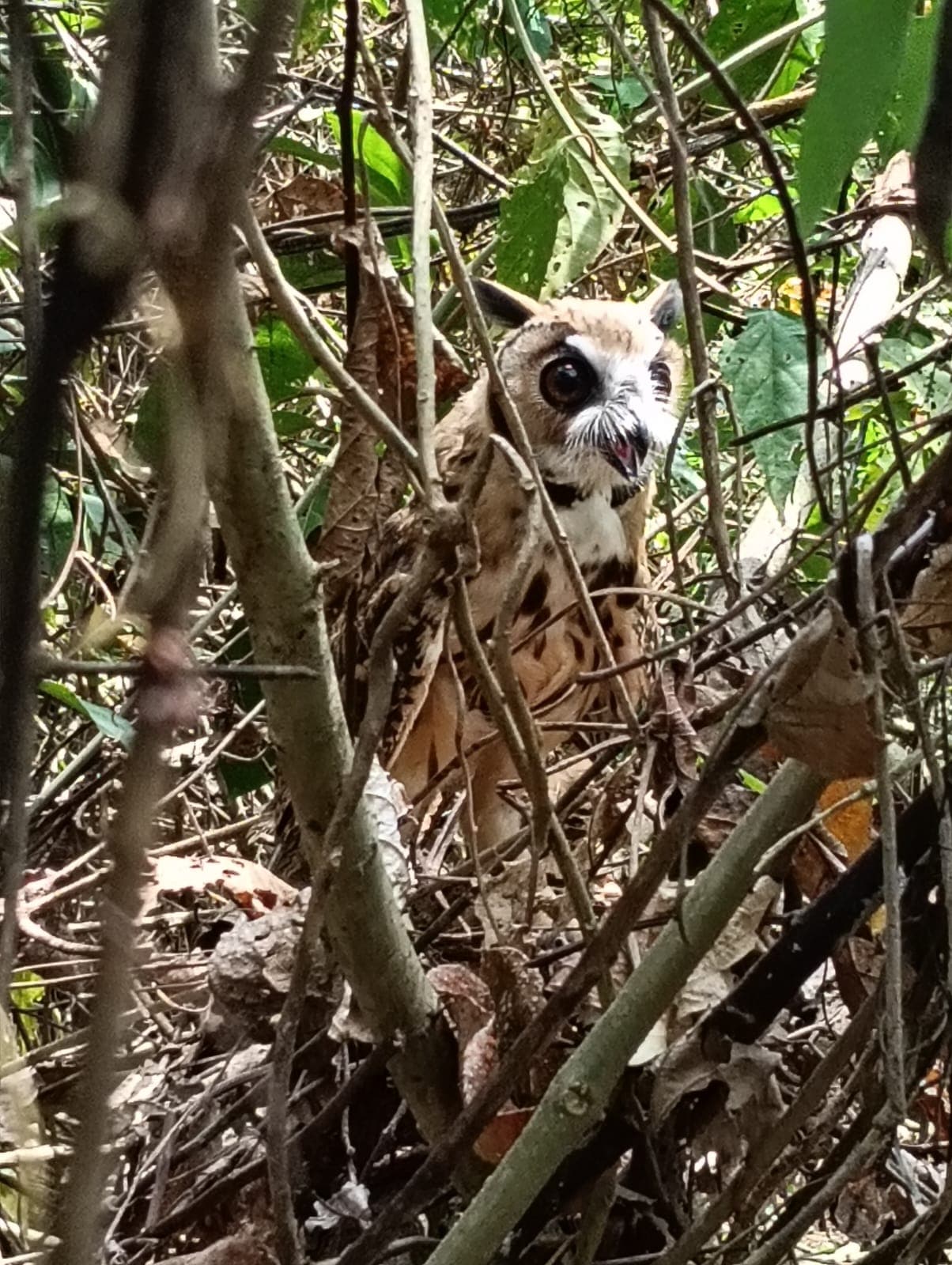 The Day the Forest welcomed its Tenants · 6
