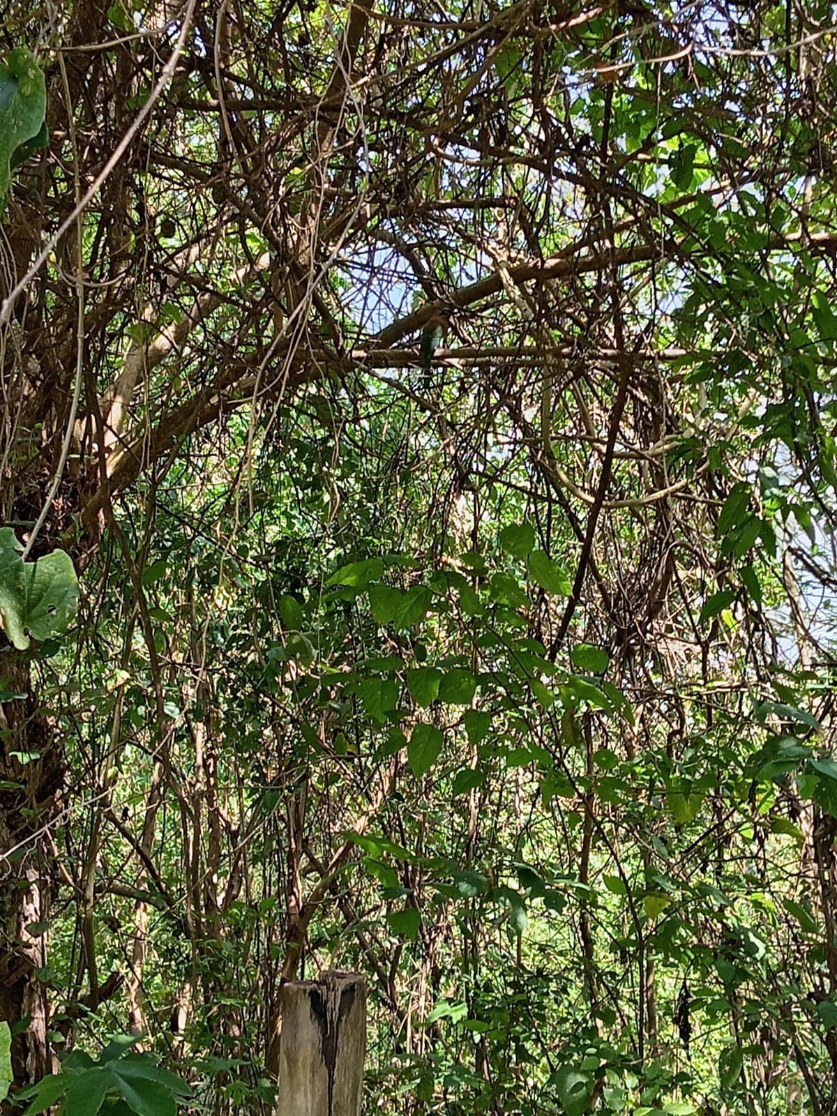Cuatro encuentros entre el lago y el arroyo