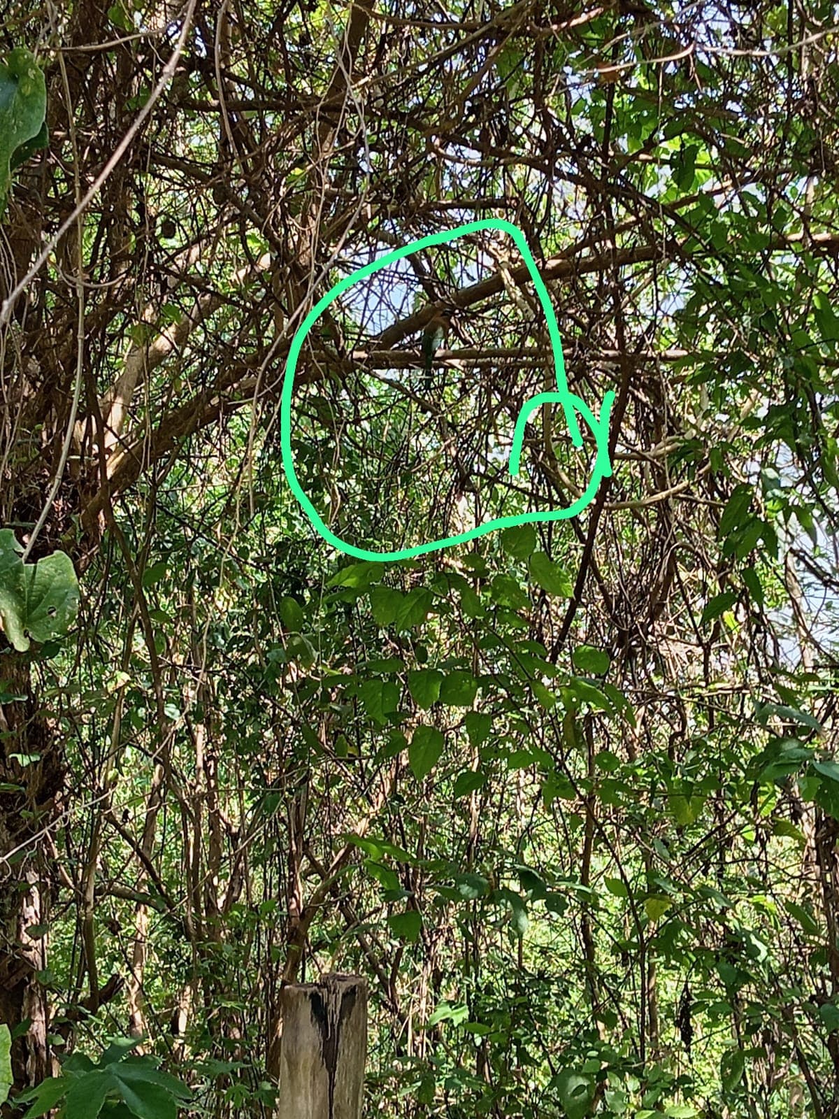 Cuatro encuentros entre el lago y el arroyo · 2