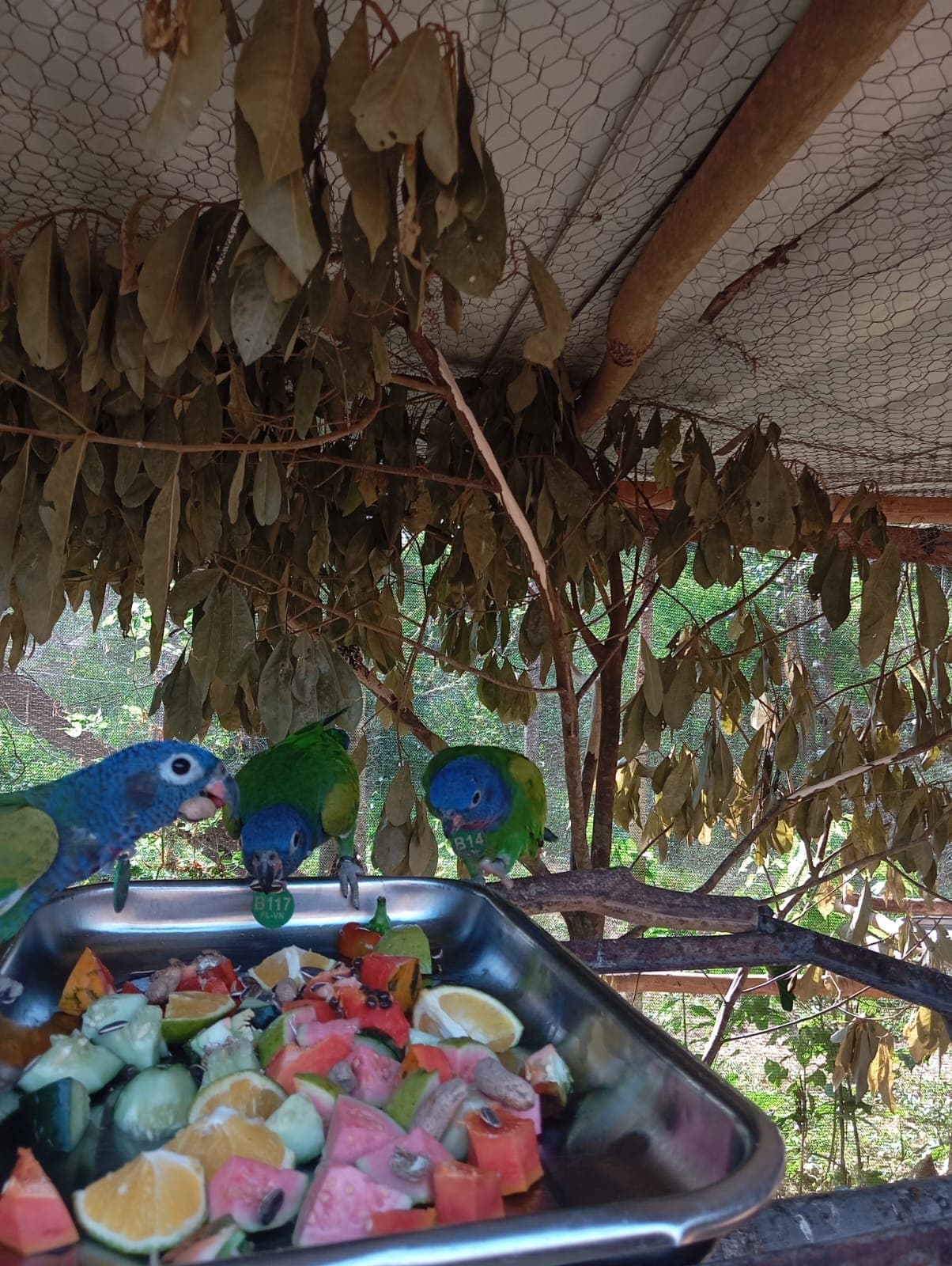 Piquitos, nidos y un canto en el aviario dos