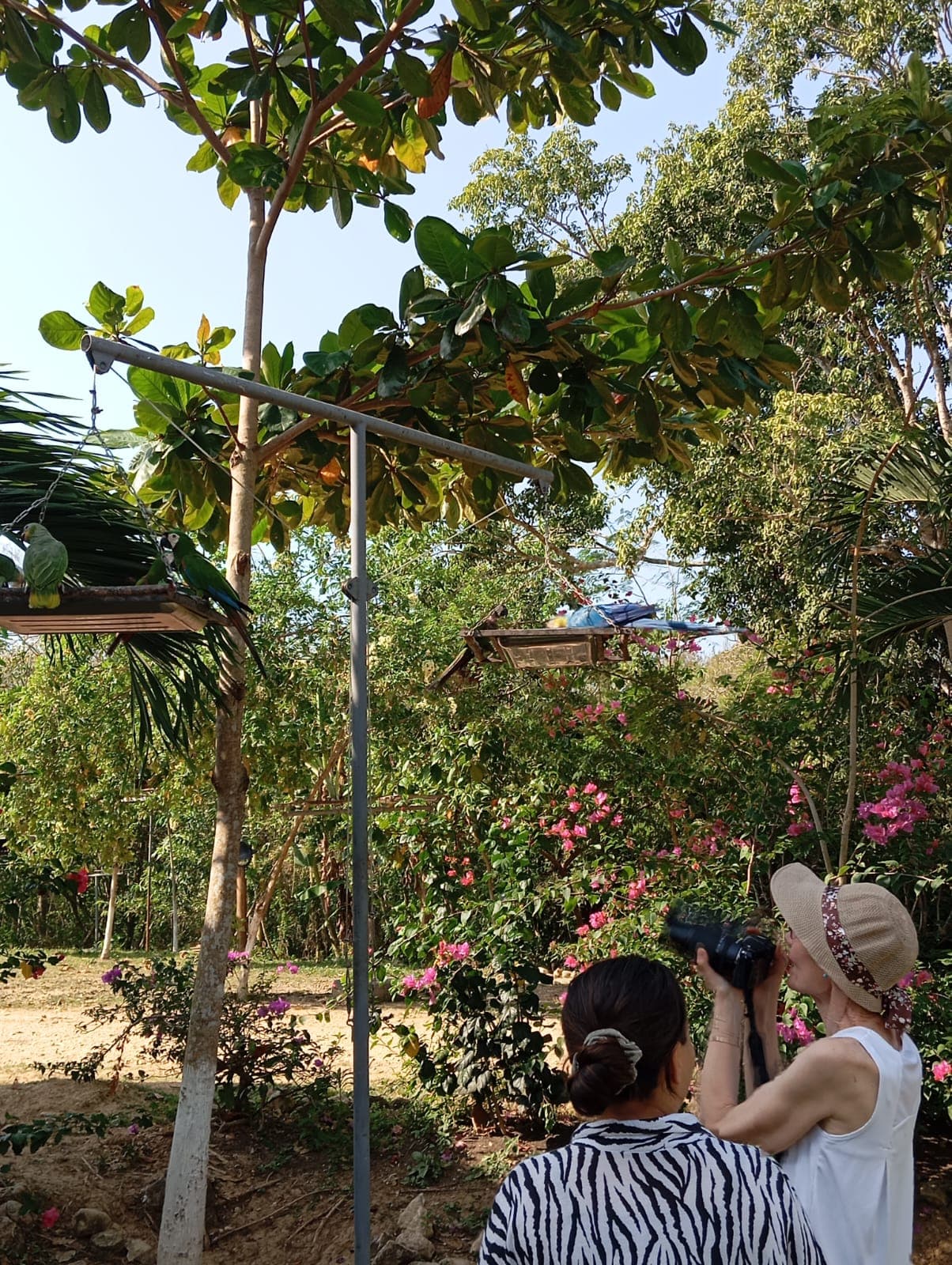 Piquitos, nidos y un canto en el aviario dos · 3