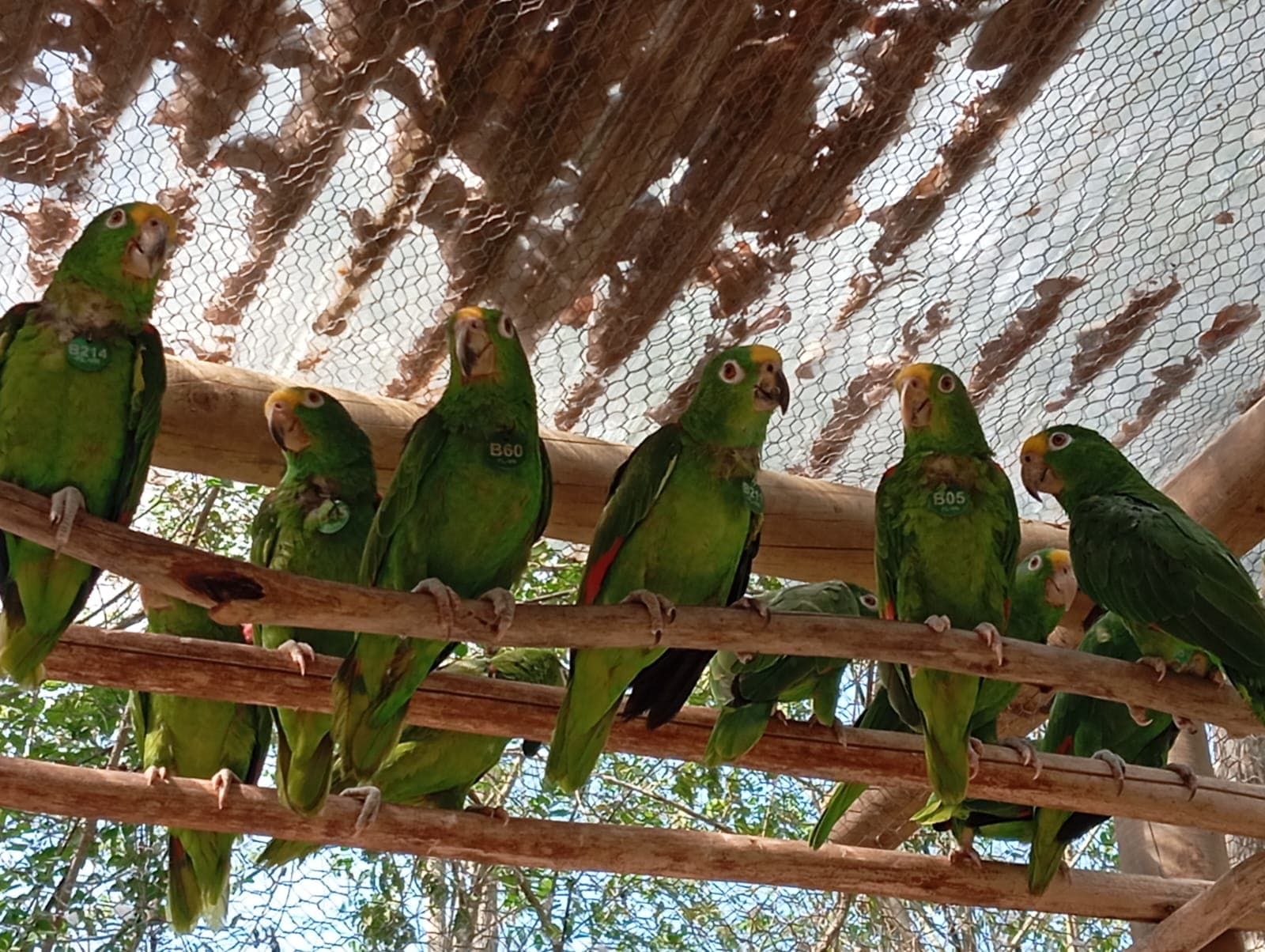 Piquitos, nidos y un canto en el aviario dos · 7