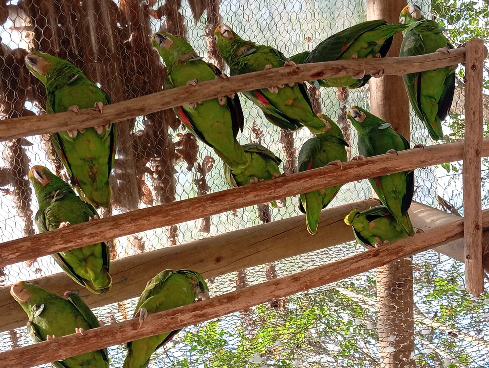 Piquitos, nidos y un canto en el aviario dos · 8