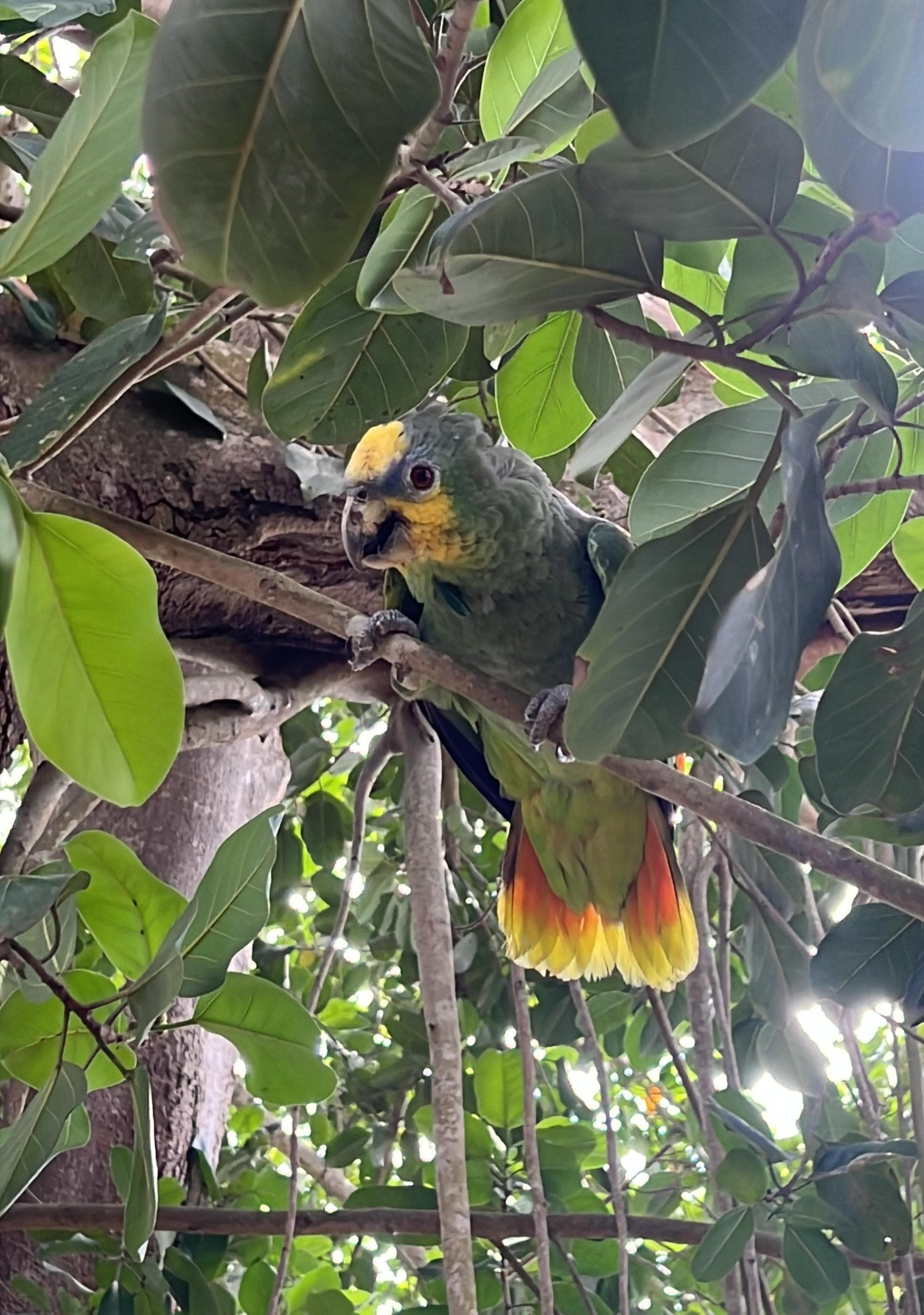 A lone parrot in the ficus