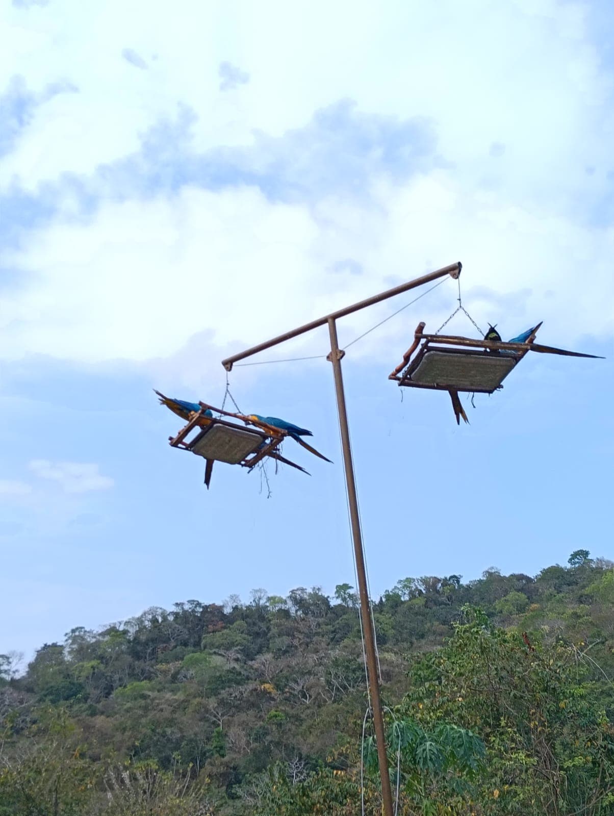 Guacamayas dans les ciruelos du voisinage