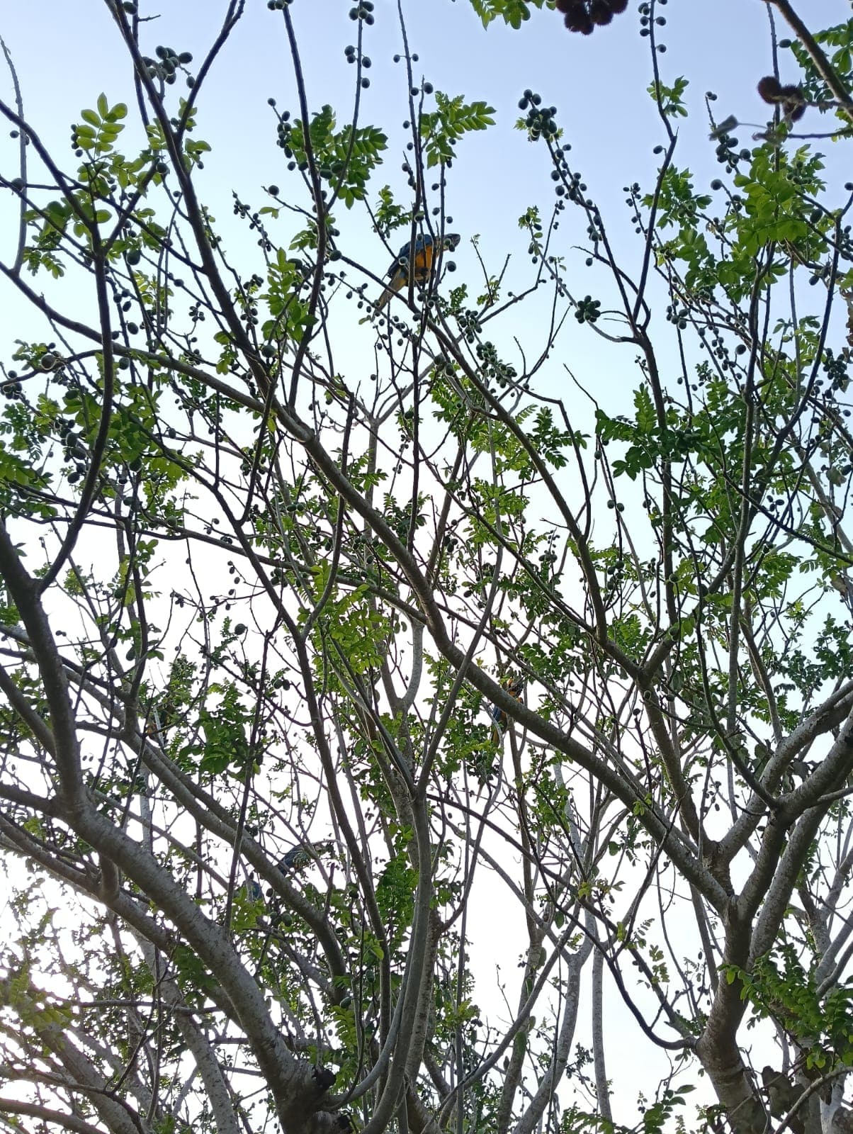 Guacamayas dans les ciruelos du voisinage · 11