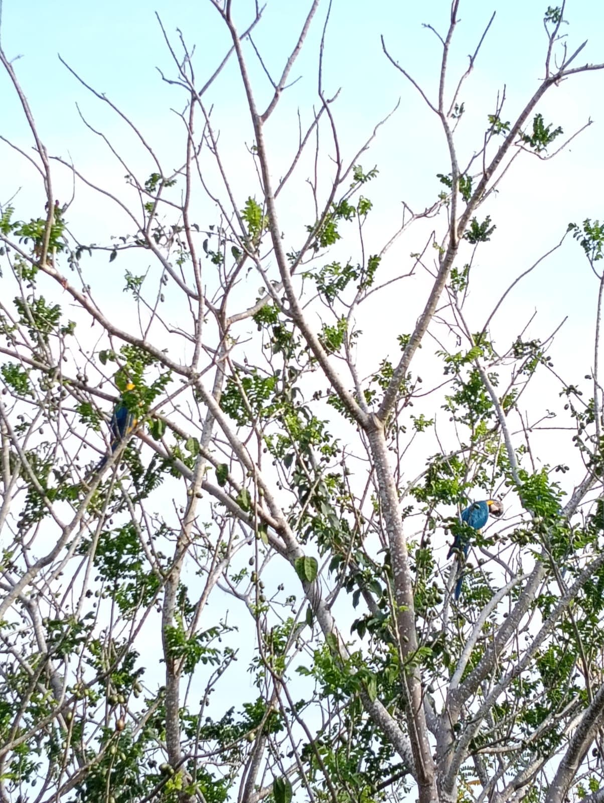 Guacamayas dans les ciruelos du voisinage · 12