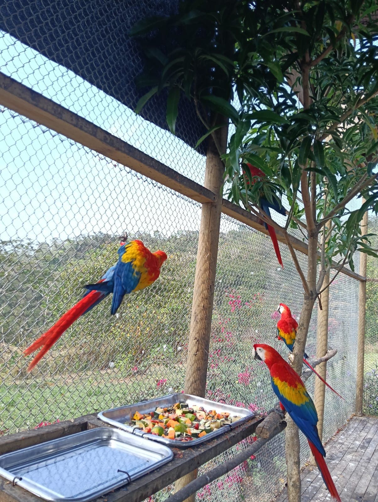 Guacamayas dans les ciruelos du voisinage · 13