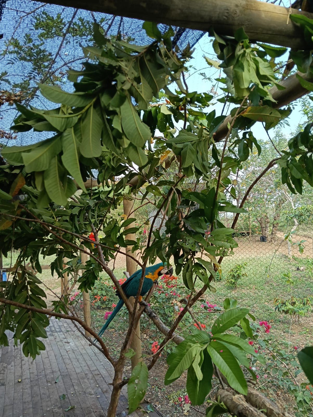 Guacamayas dans les ciruelos du voisinage · 14