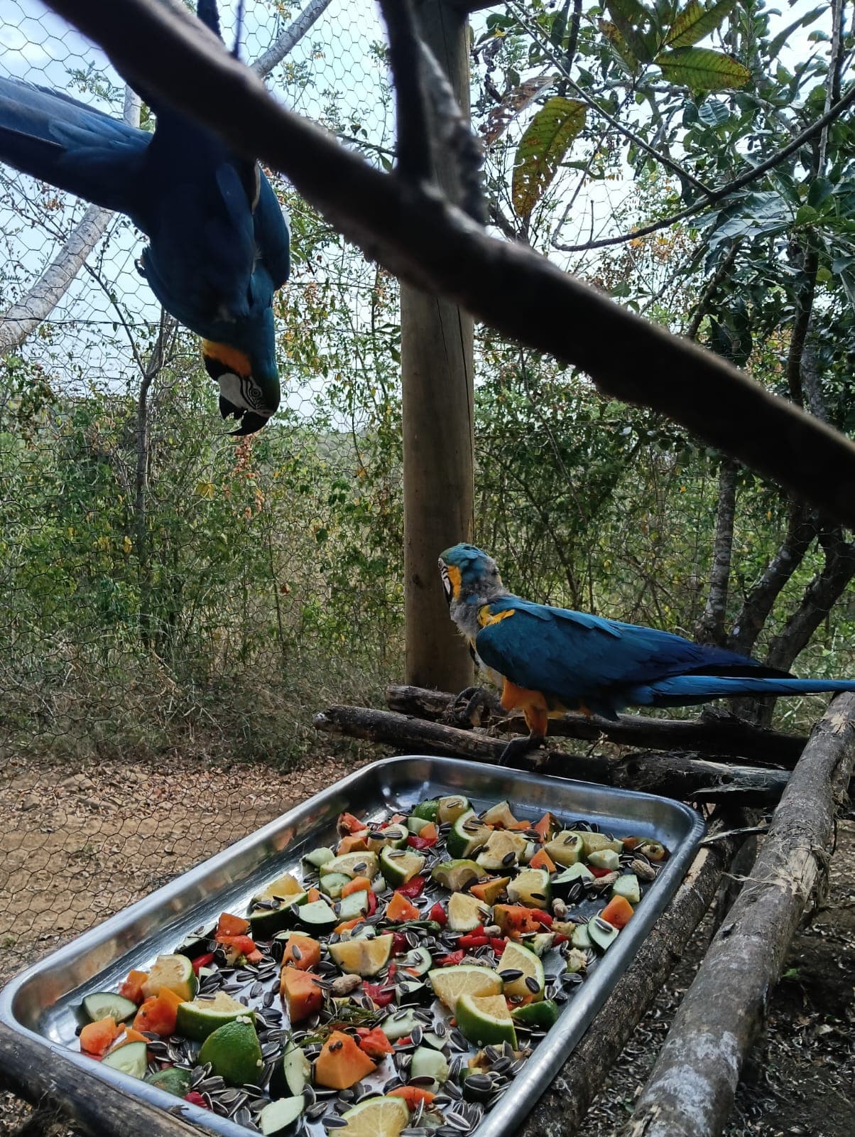 Guacamayas dans les ciruelos du voisinage · 15