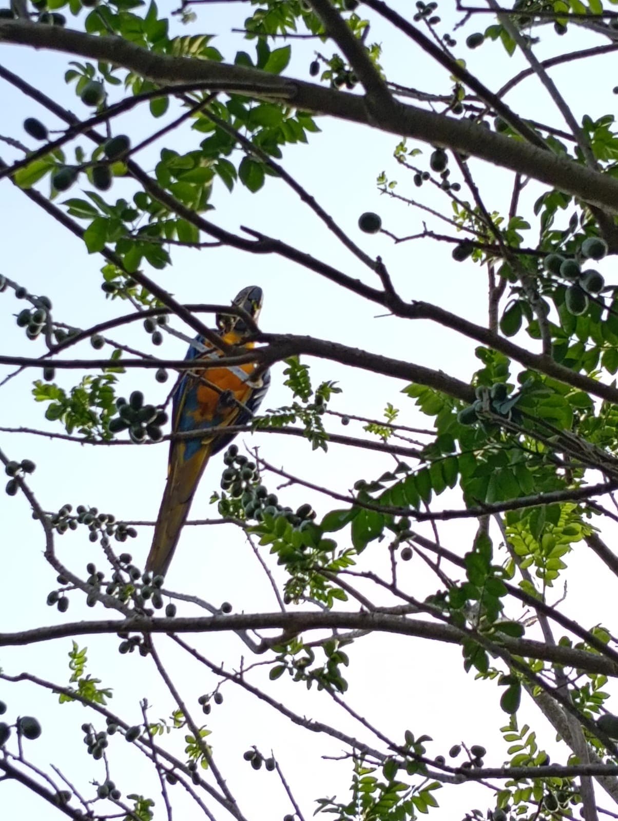 Guacamayas dans les ciruelos du voisinage · 16