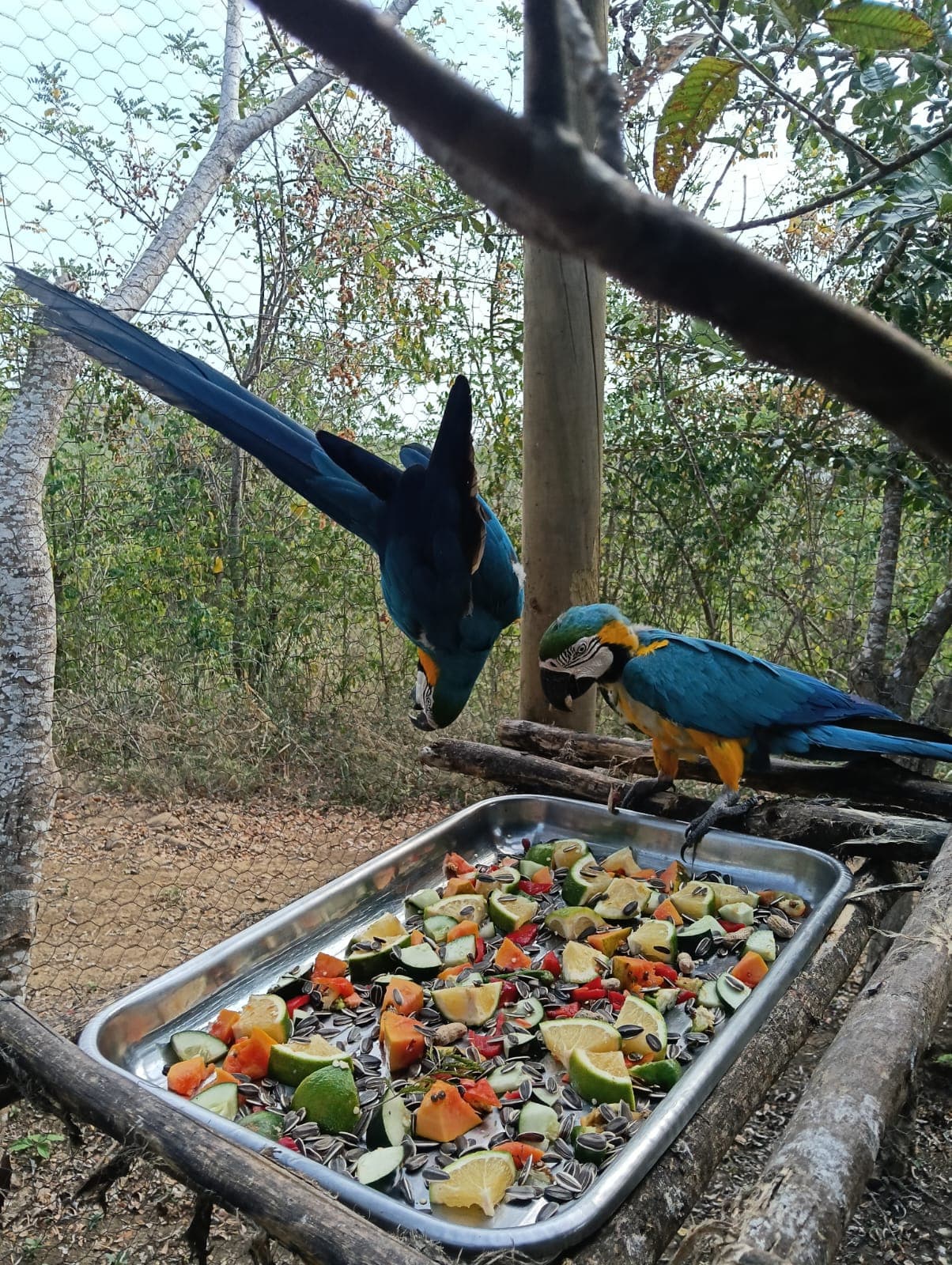 Guacamayas dans les ciruelos du voisinage · 17