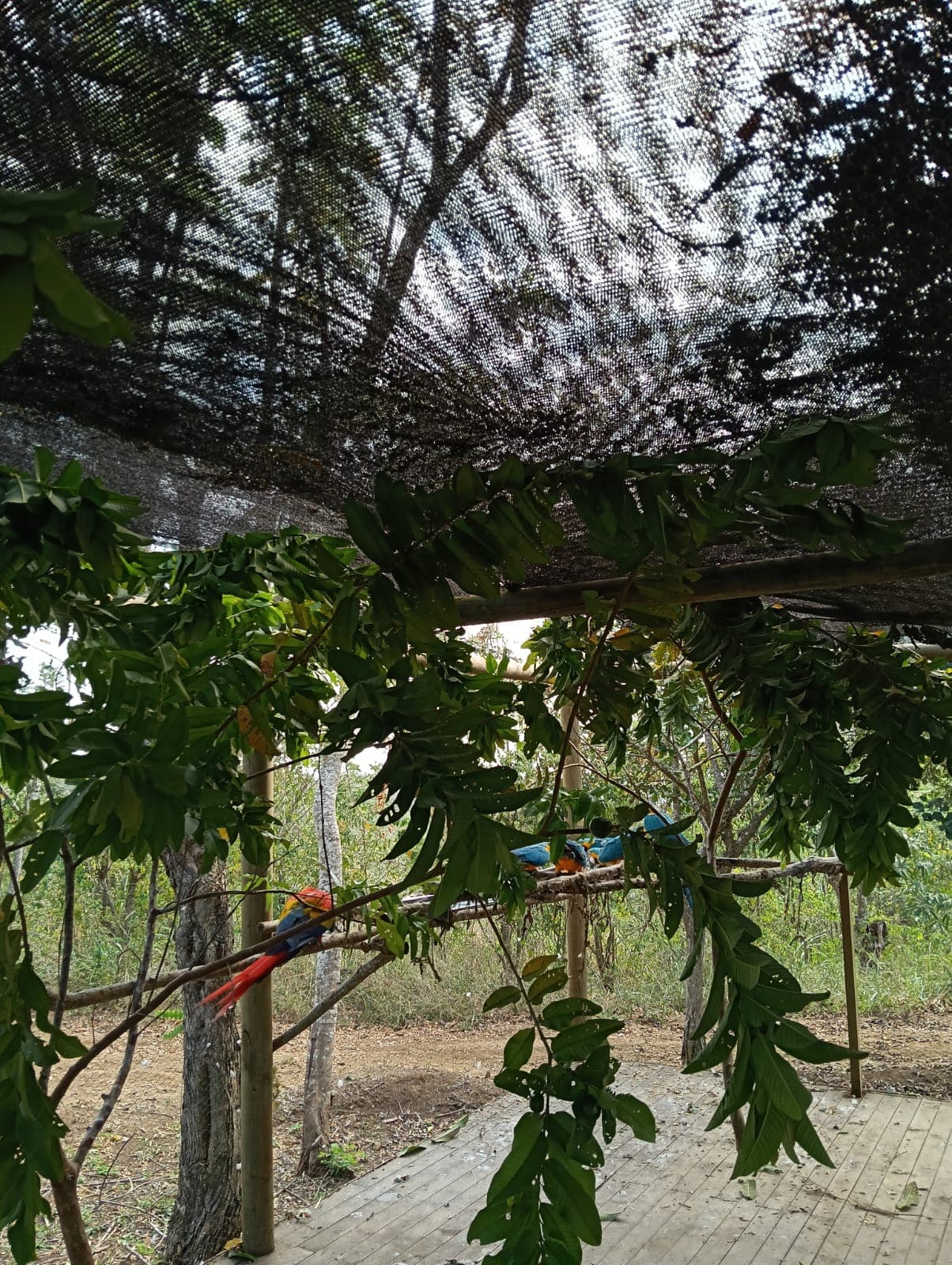Guacamayas dans les ciruelos du voisinage · 19