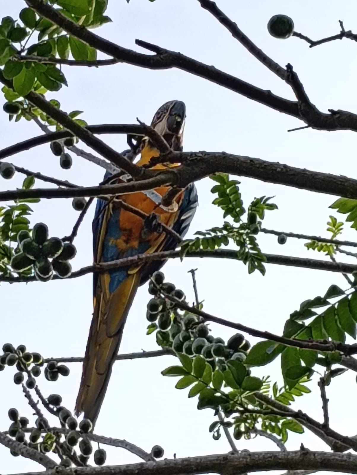 Guacamayas dans les ciruelos du voisinage · 20