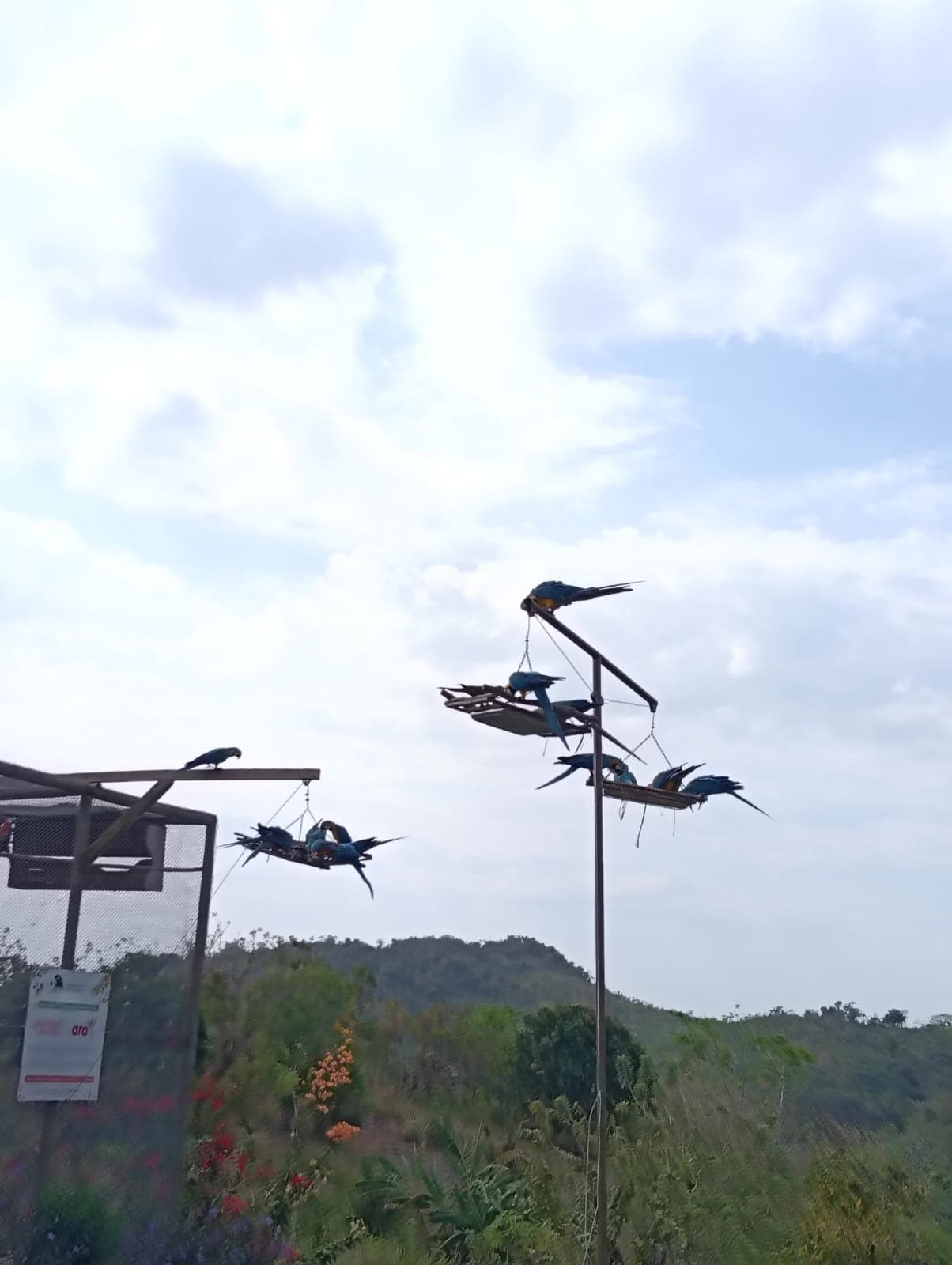 Guacamayas dans les ciruelos du voisinage · 3