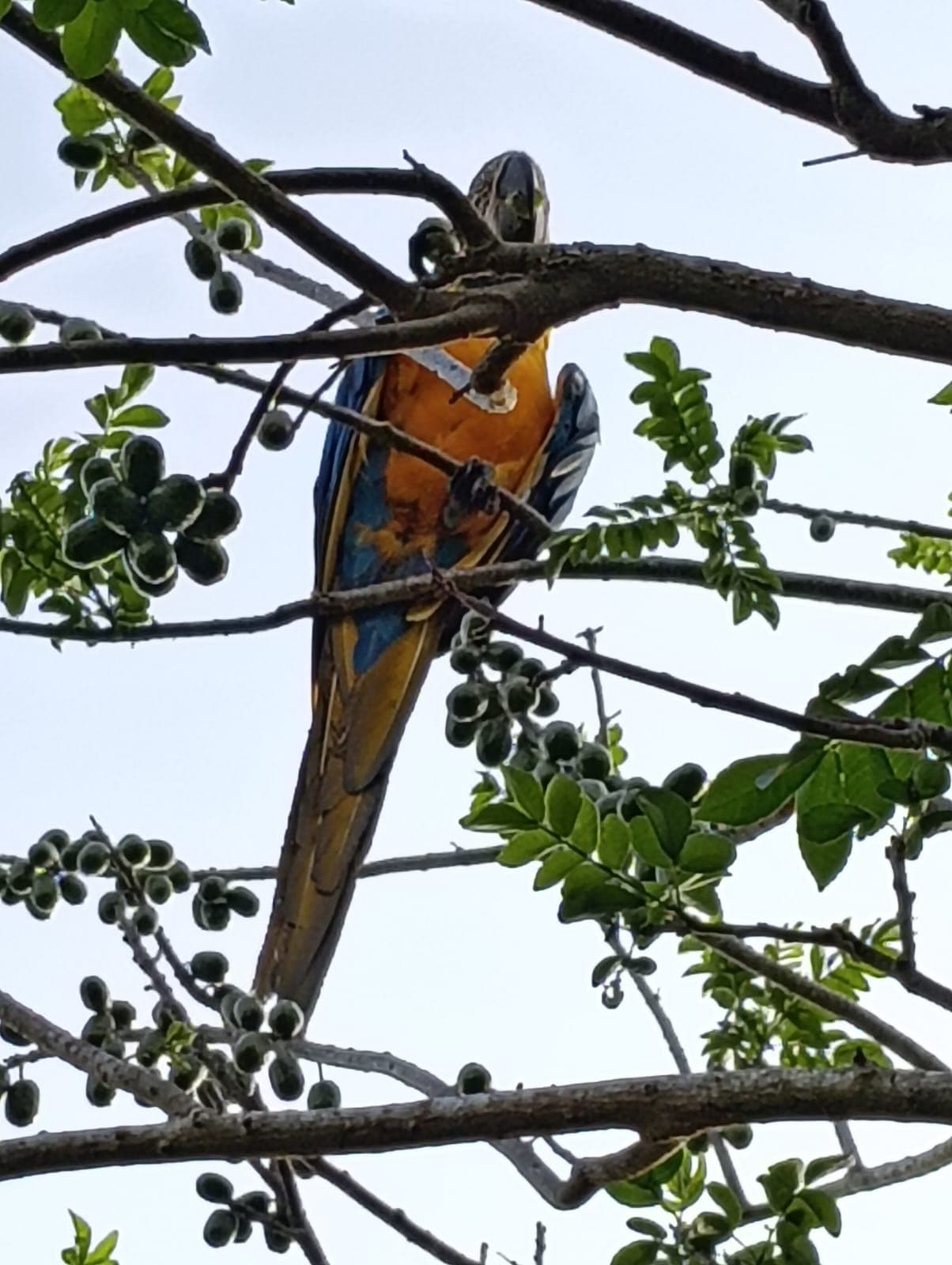Guacamayas dans les ciruelos du voisinage · 21