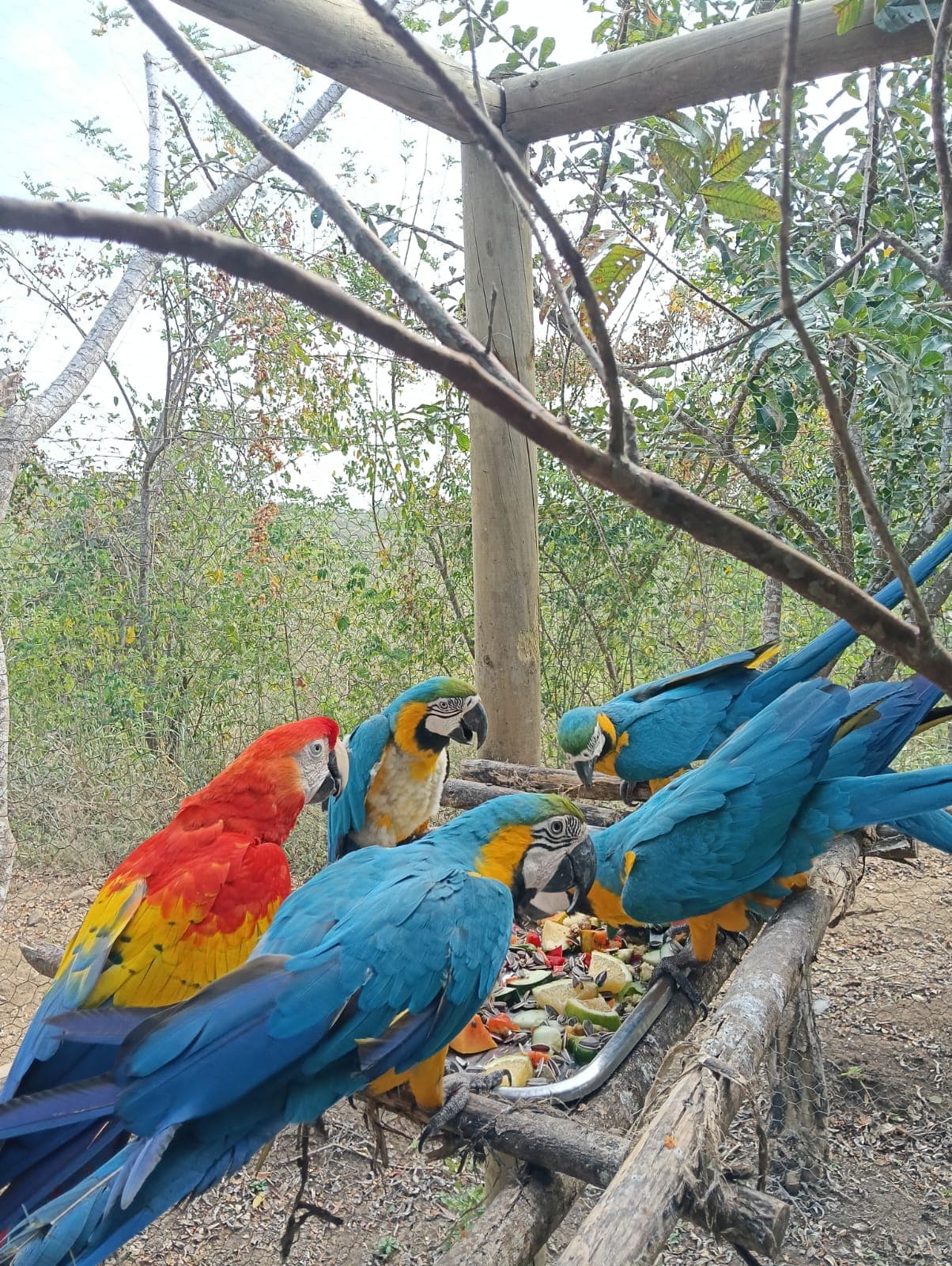 Guacamayas dans les ciruelos du voisinage · 22