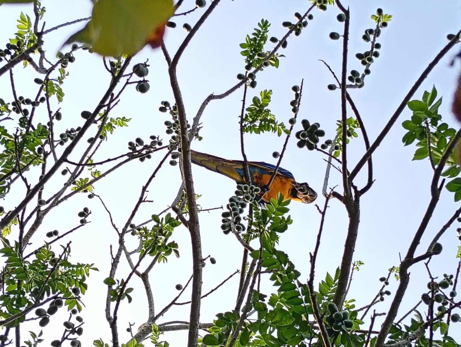 Guacamayas dans les ciruelos du voisinage · 23