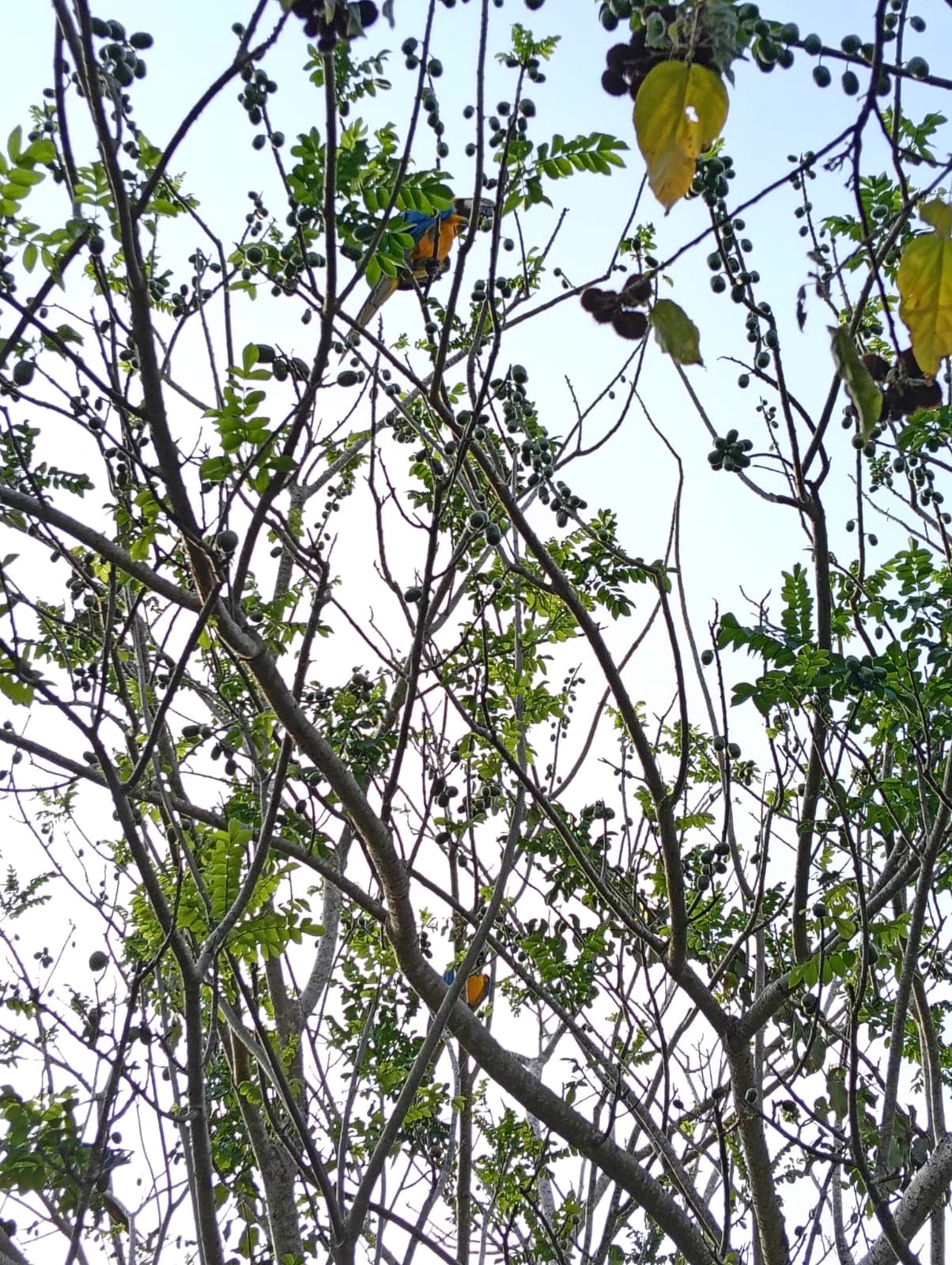 Guacamayas dans les ciruelos du voisinage · 24